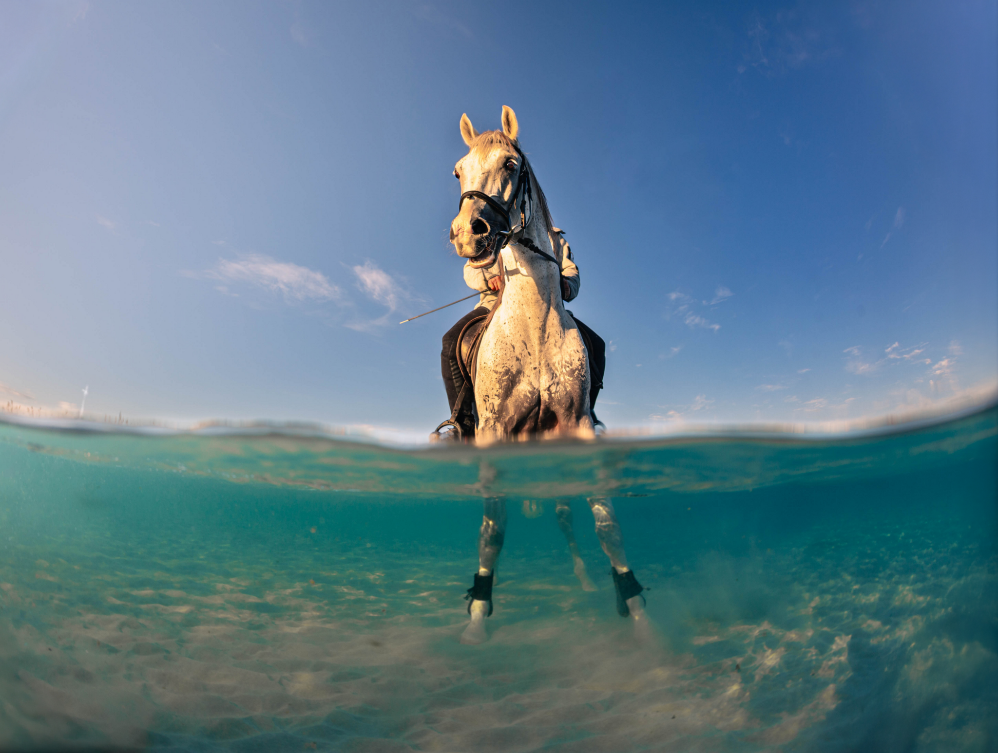 A horse with a rider on its back stands in crystal blue water. The bottom of the image shows its feet in the water with its torso out of the water against a clear blue sky.