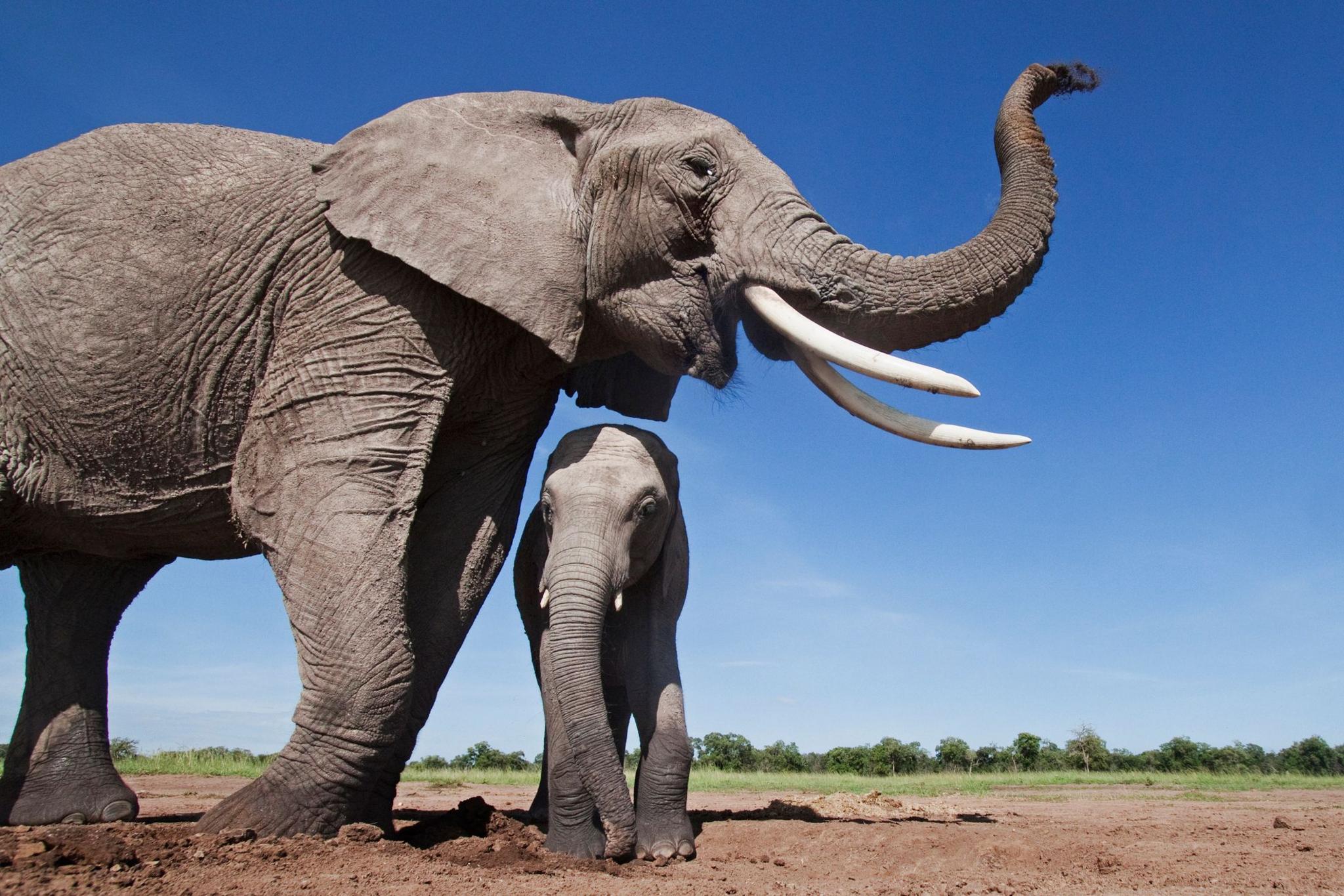 parent elephant with baby. 