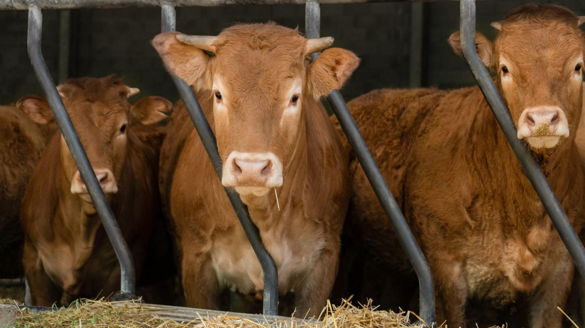 Three brown cows in a stable.