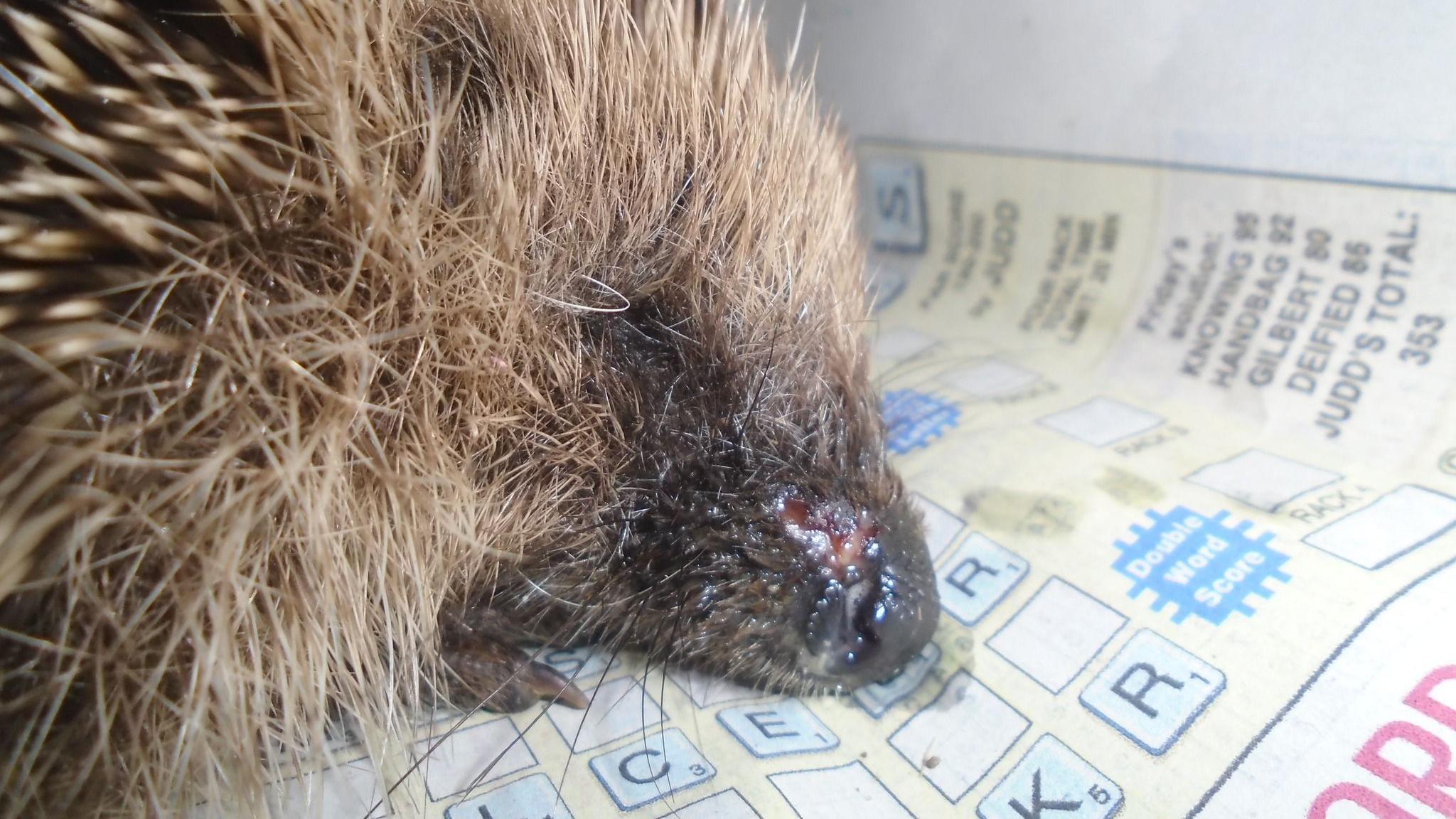 Injured hedgehog