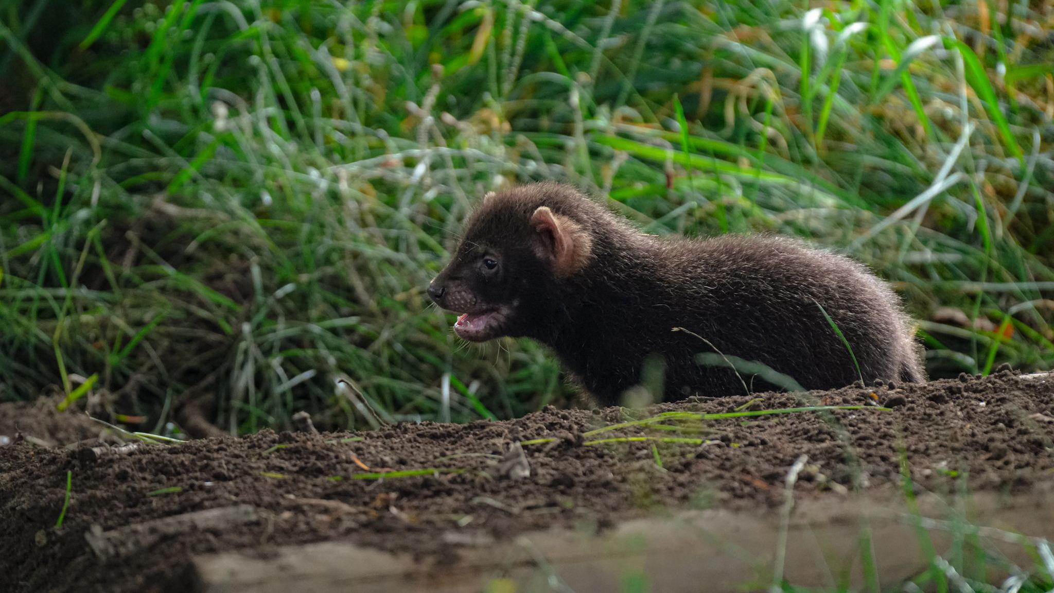 A bush dog pup in the grass at Yorkshire Wildlife Park