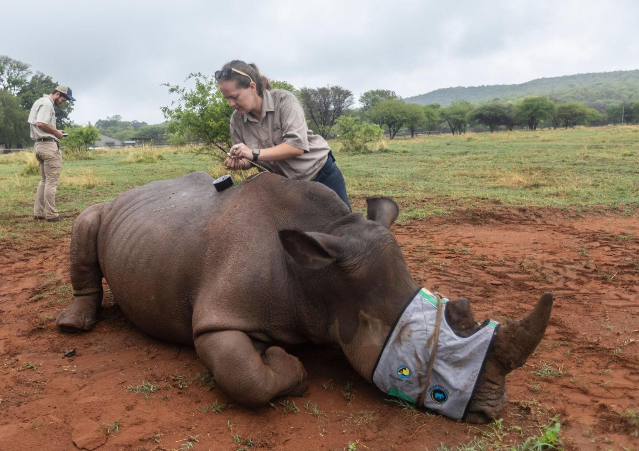 A woman near a rhinoceros that has been tranquilised 