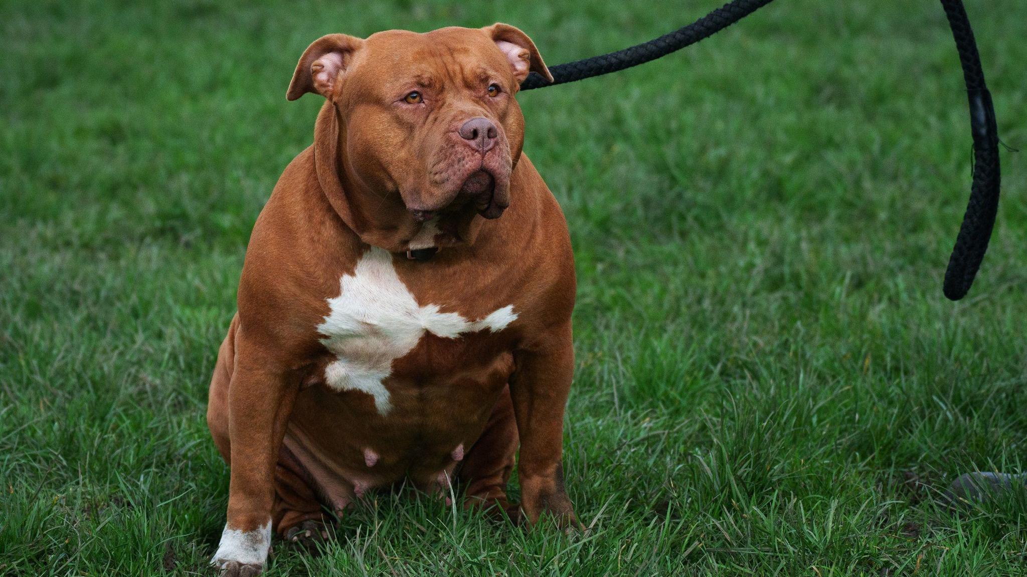 A brown and white female XL Bully dog sits on grass in field on a thick black lead.