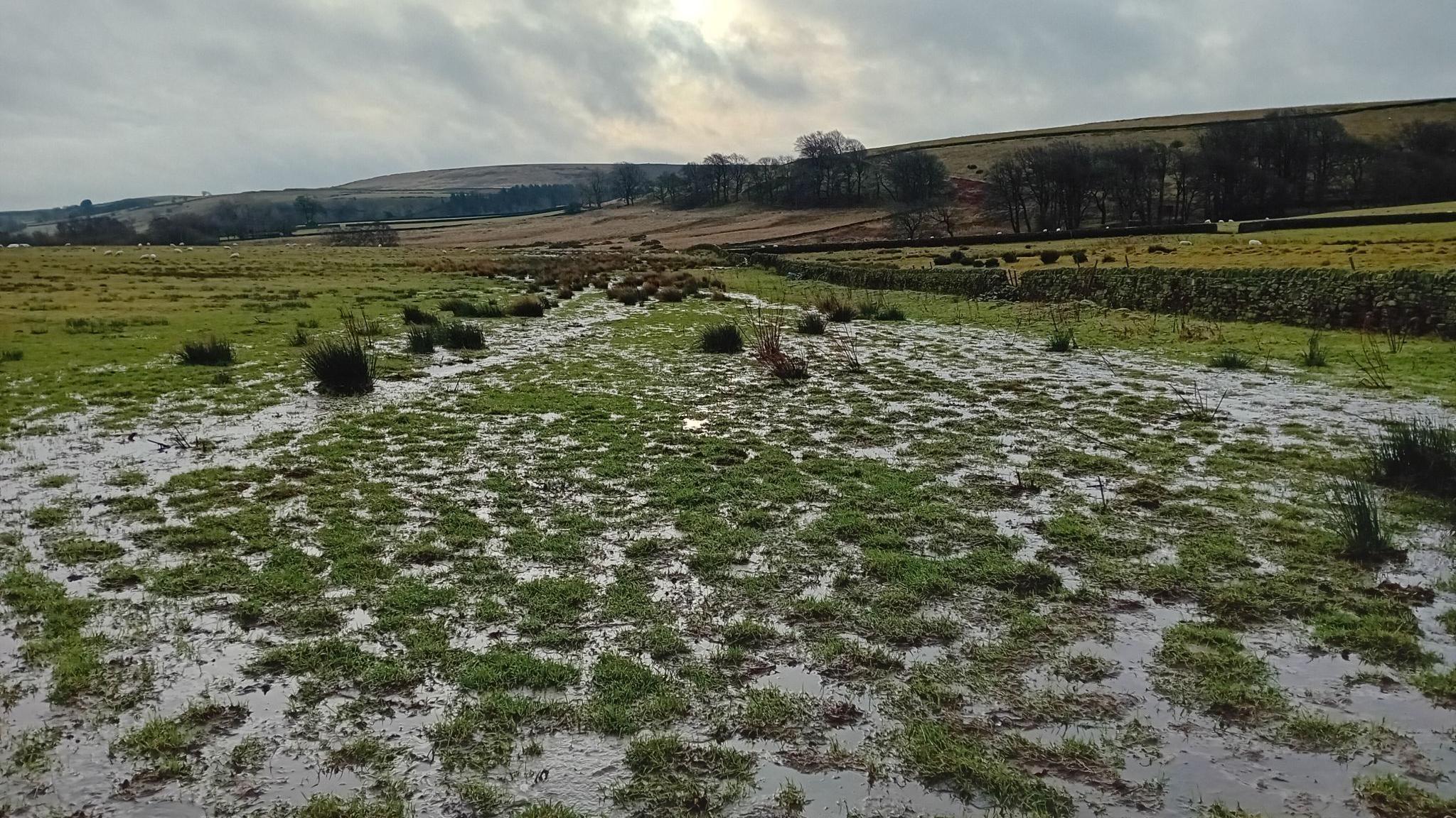 A wet and marshy-looking field.