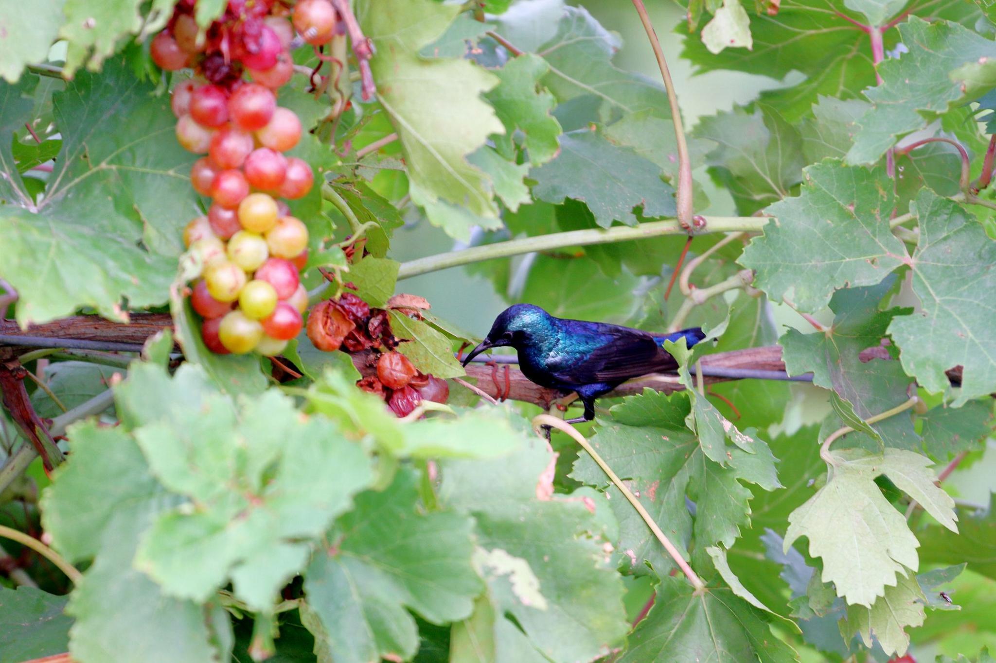 A bird eating grapes.