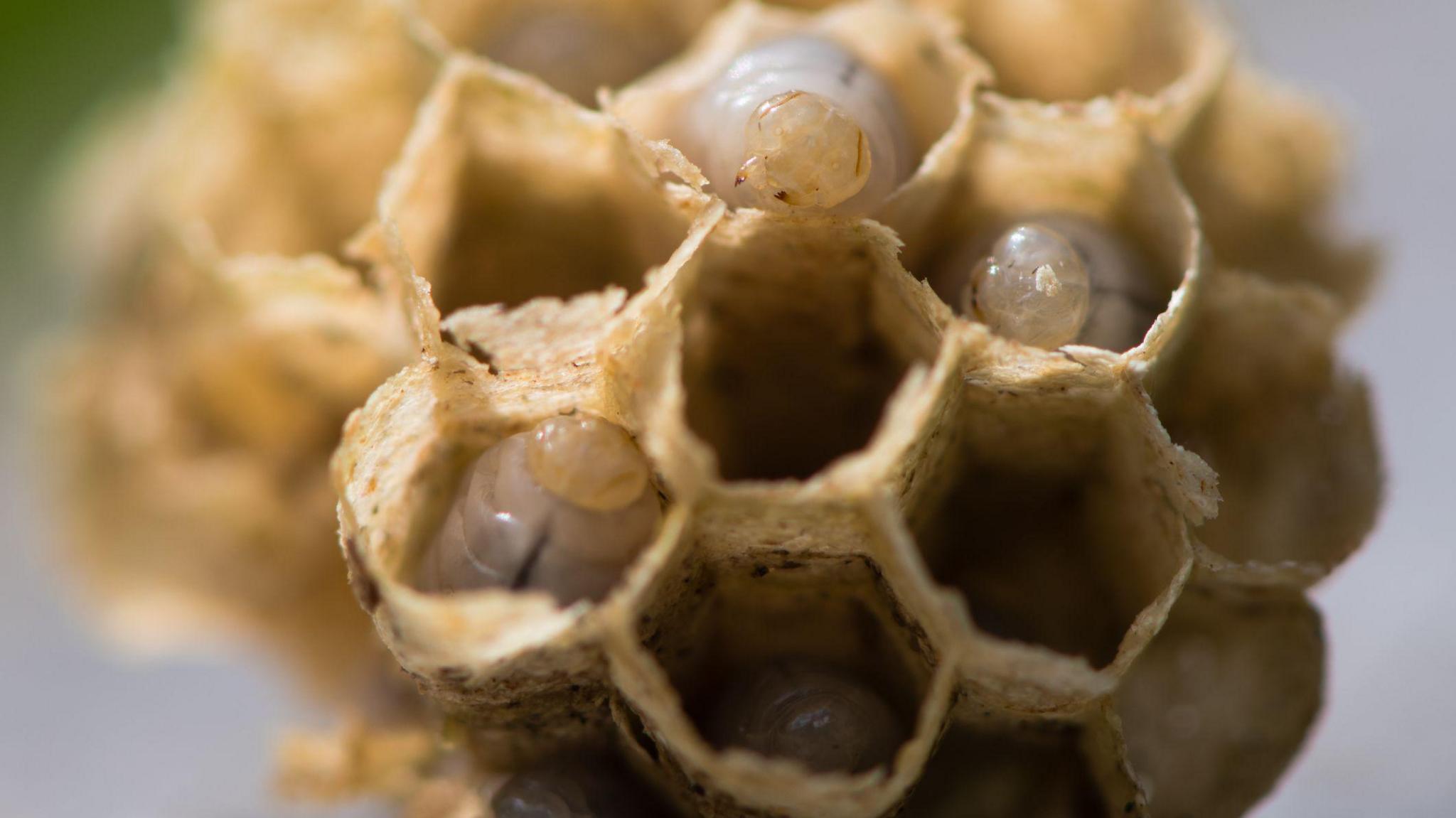 Exposed centre of wasp's nest with grubs visble, in early stages of construction in spring