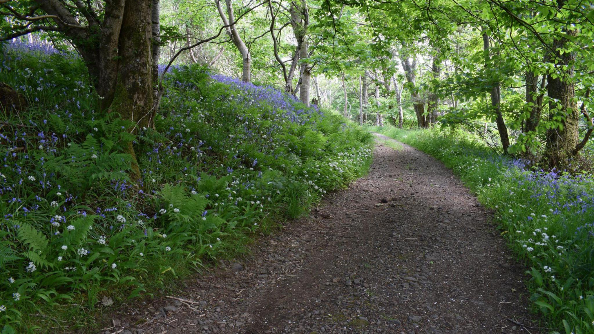 Slighe tro choille ann an Eilean Eige