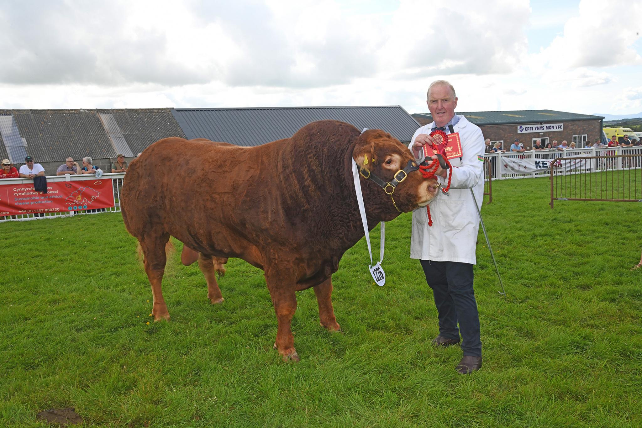 Pencampwr y teirw Limousin gyda'i feistr, Tecwyn Jones o Lantrisant