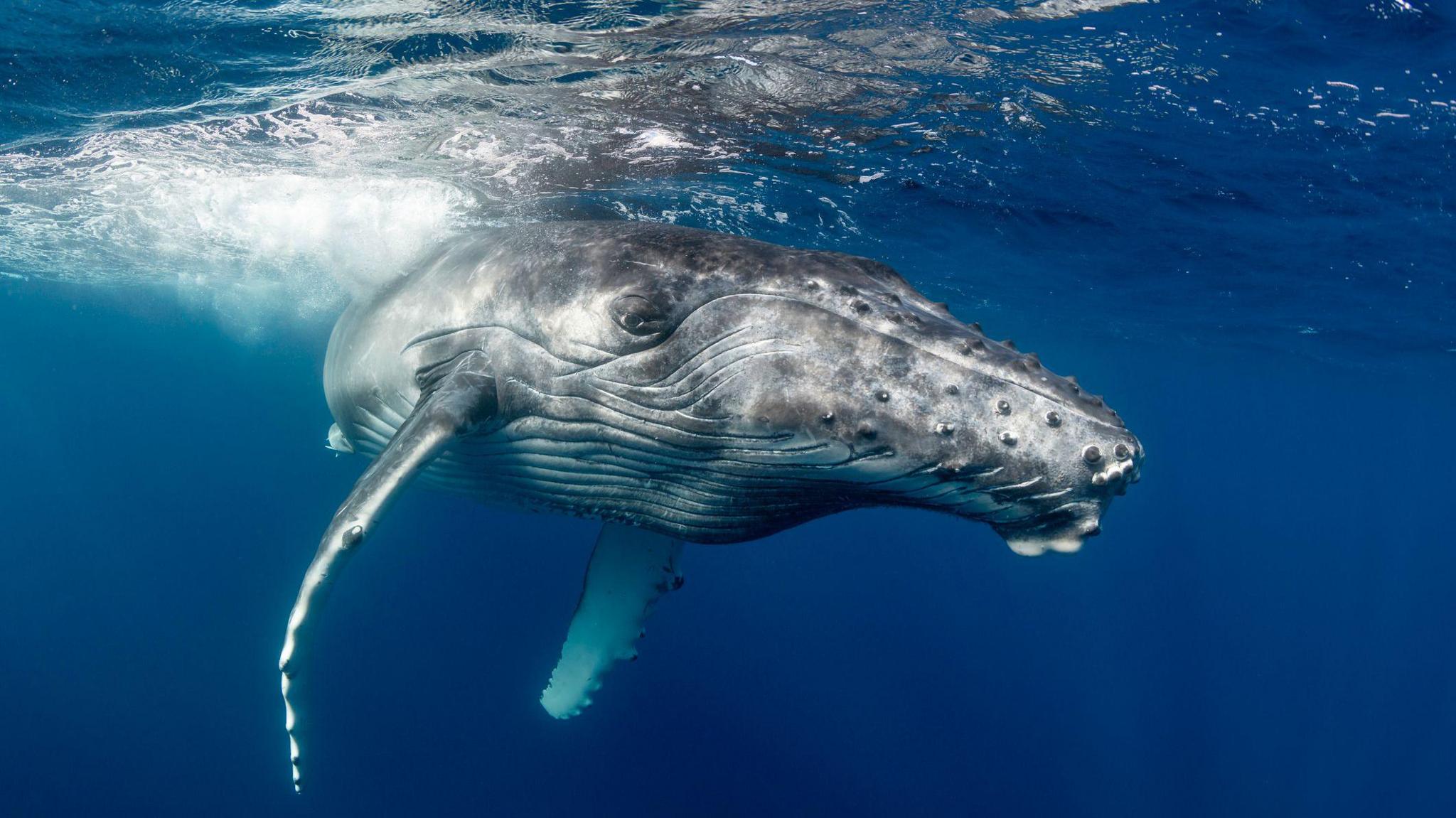 Close up of a hump back whale swimming in the ocean