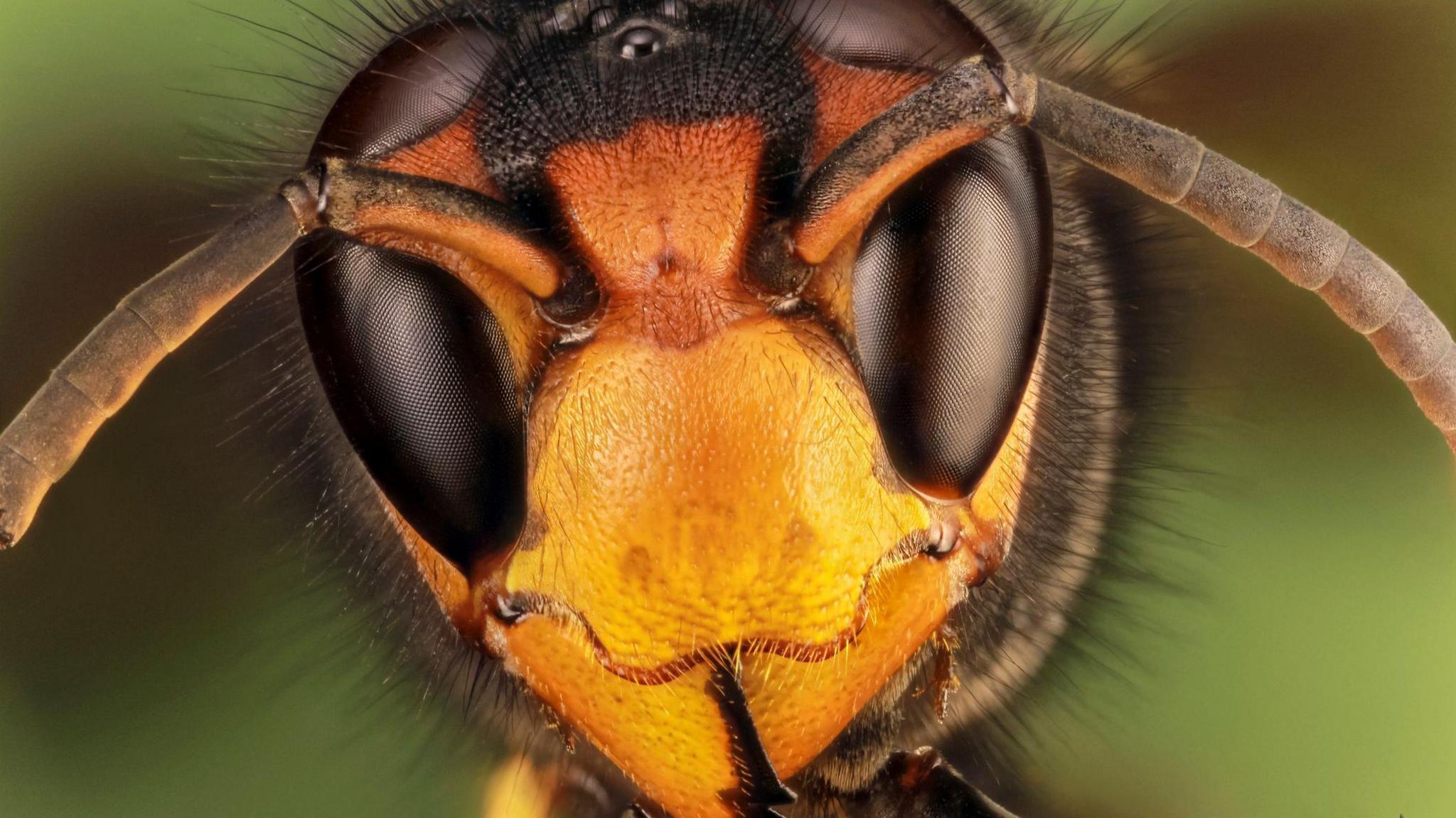 Yellow-legged hornet