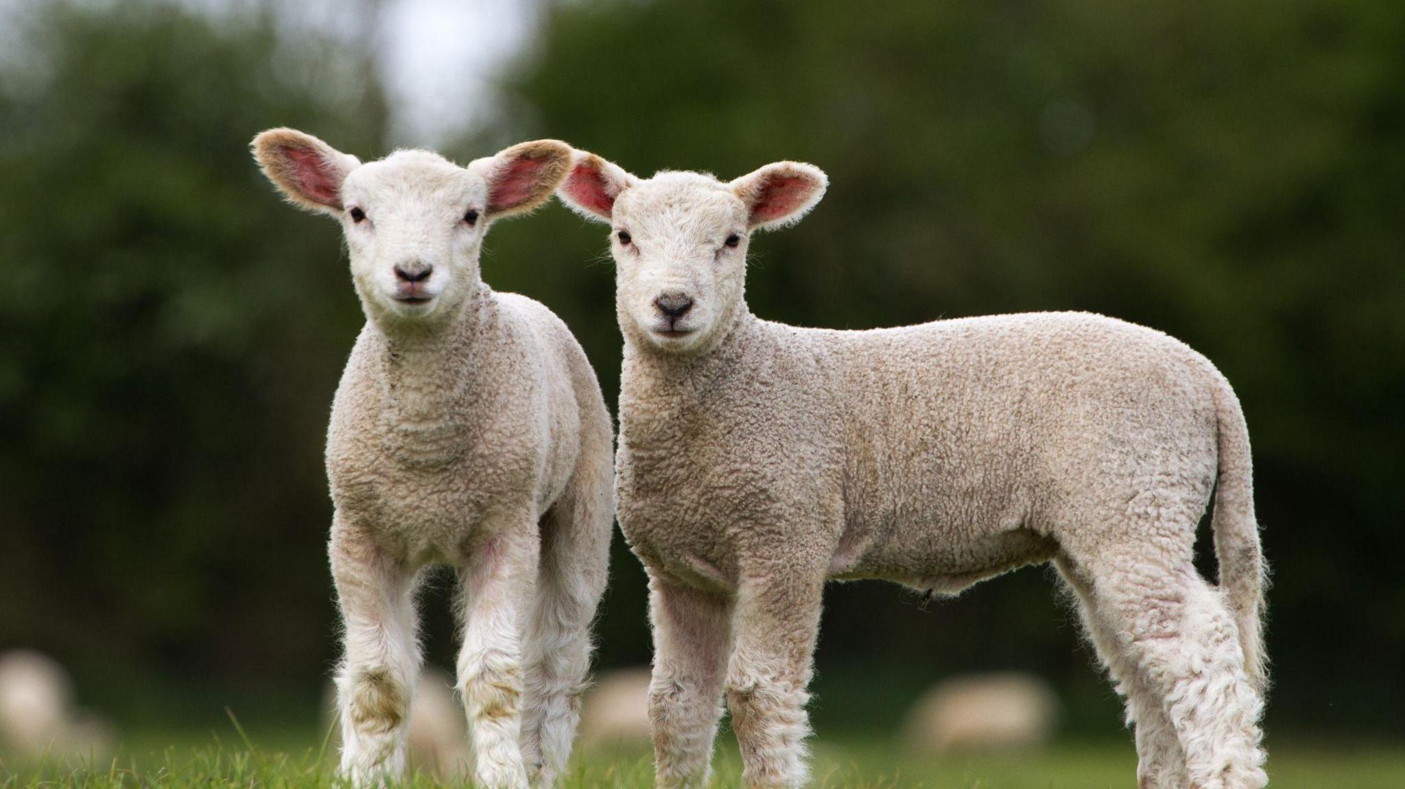 Two small lambs in a field 