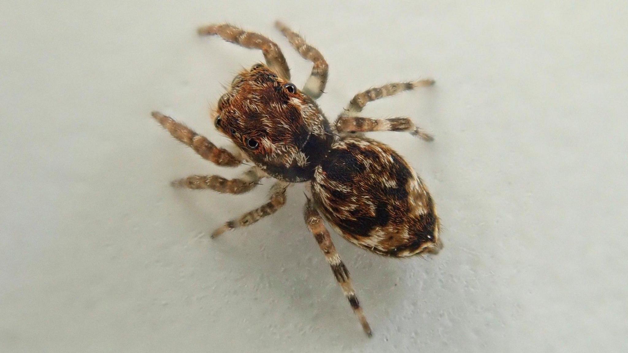 New species of jumping spider - Anasaitis milesae