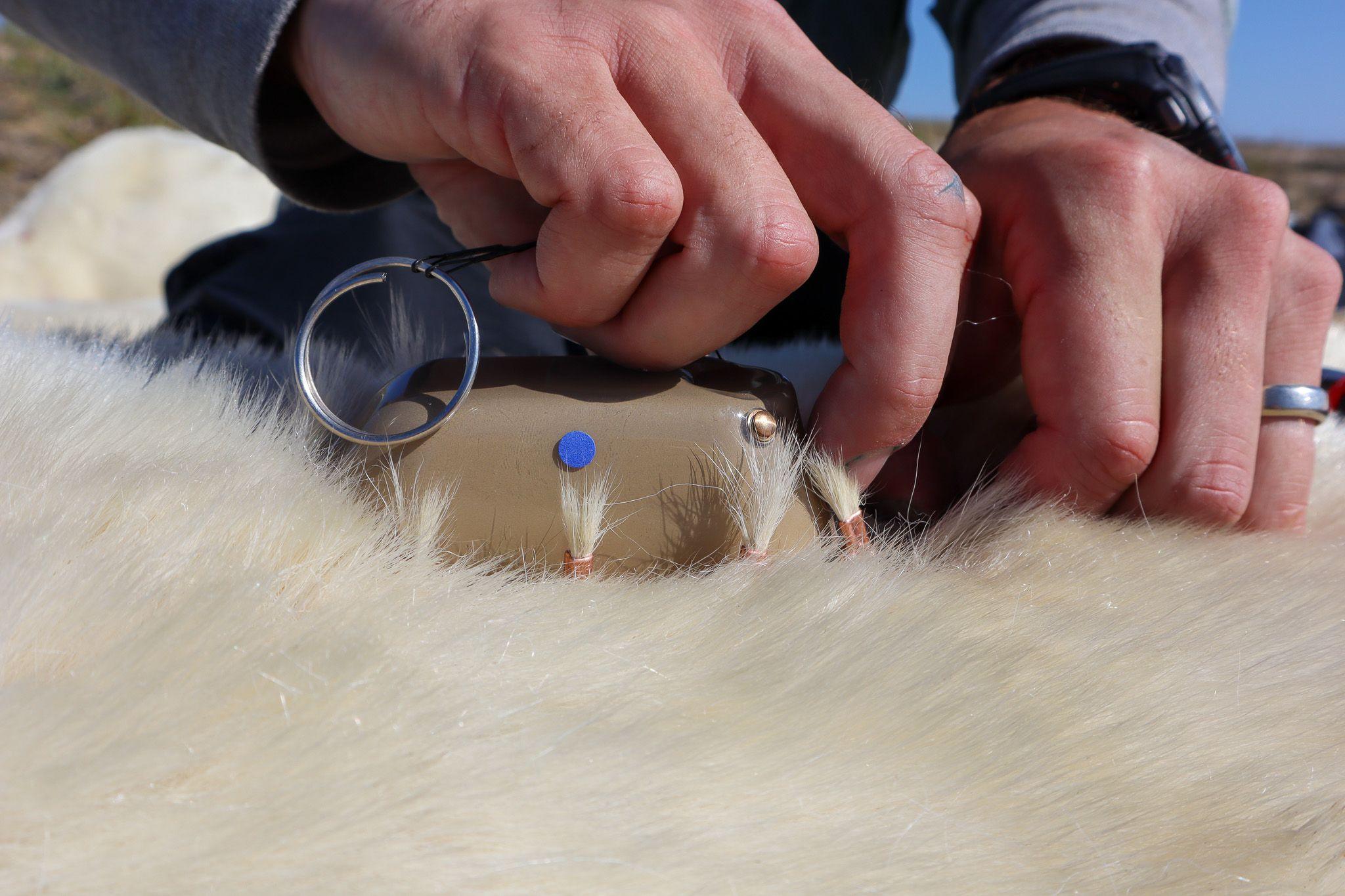 A researcher fits a fur tag to a sedated polar bear