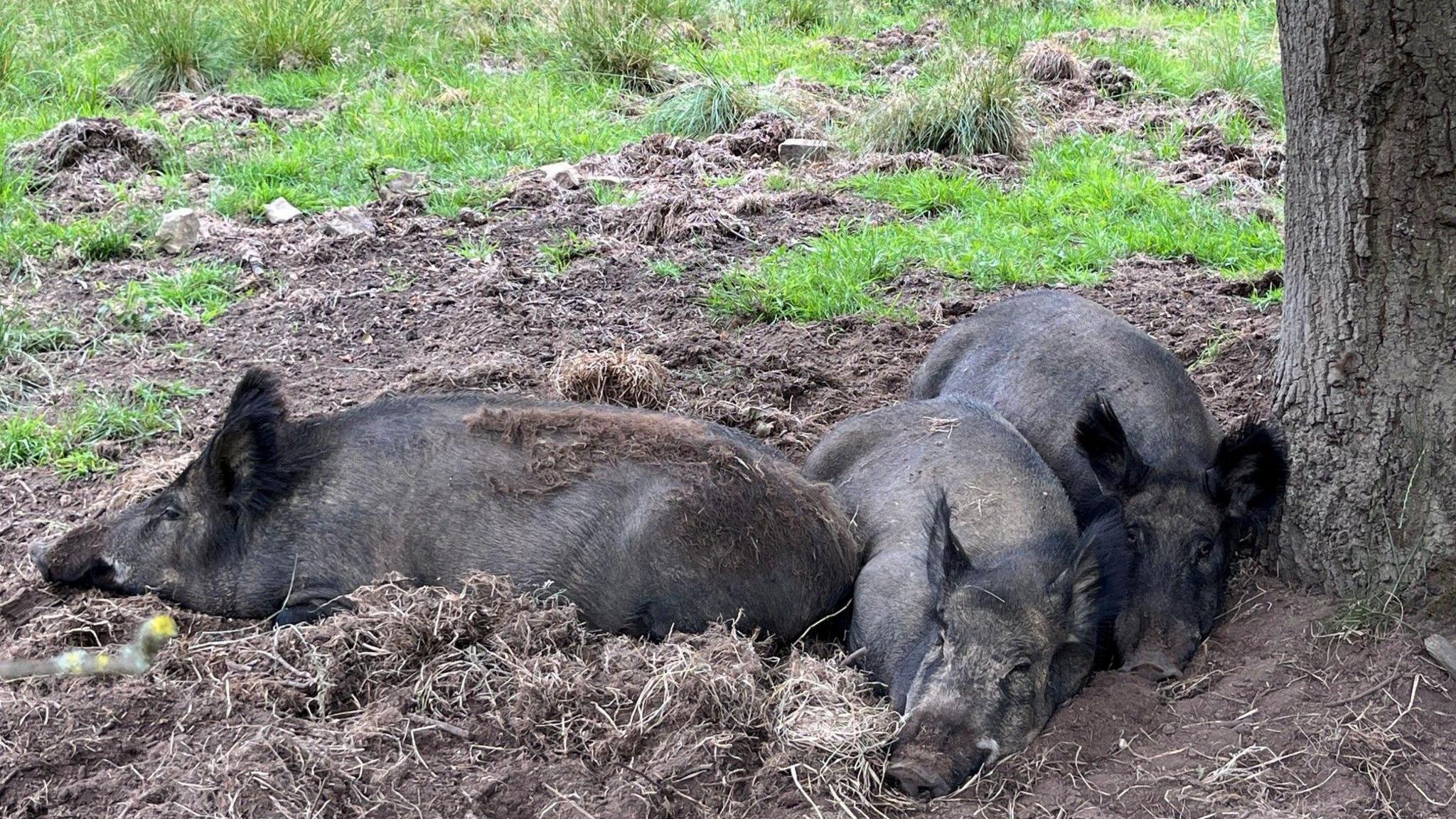 Three dark pigs lying next to each other in some hay and dirt at the base of a tree.