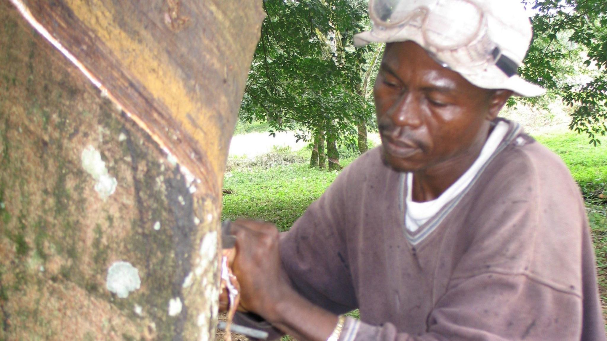 A close-up shot of a man carving a stripe into a rubber tree