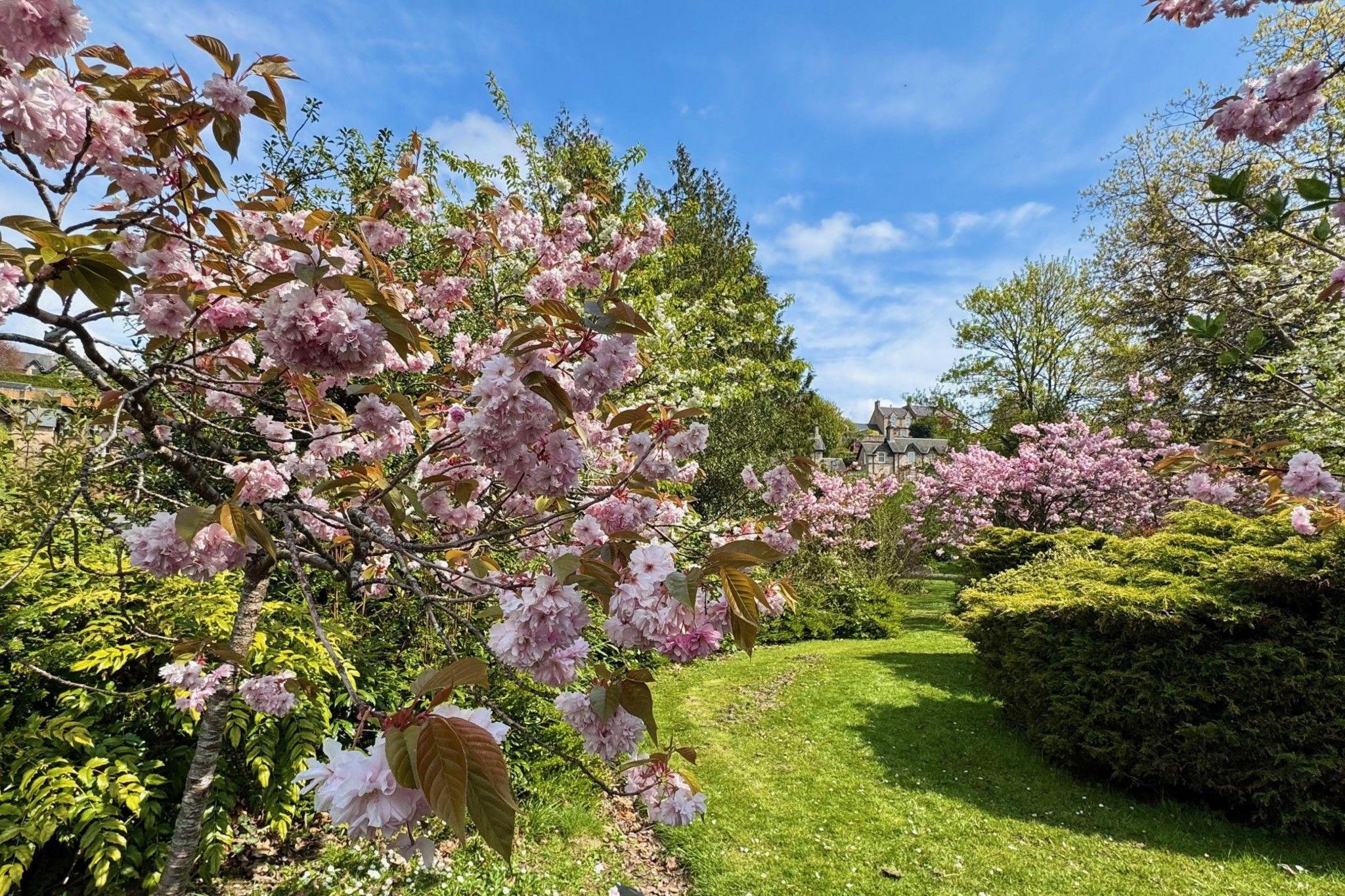 Lots of cherry blossom trees with a strip of green grass in the middle.
