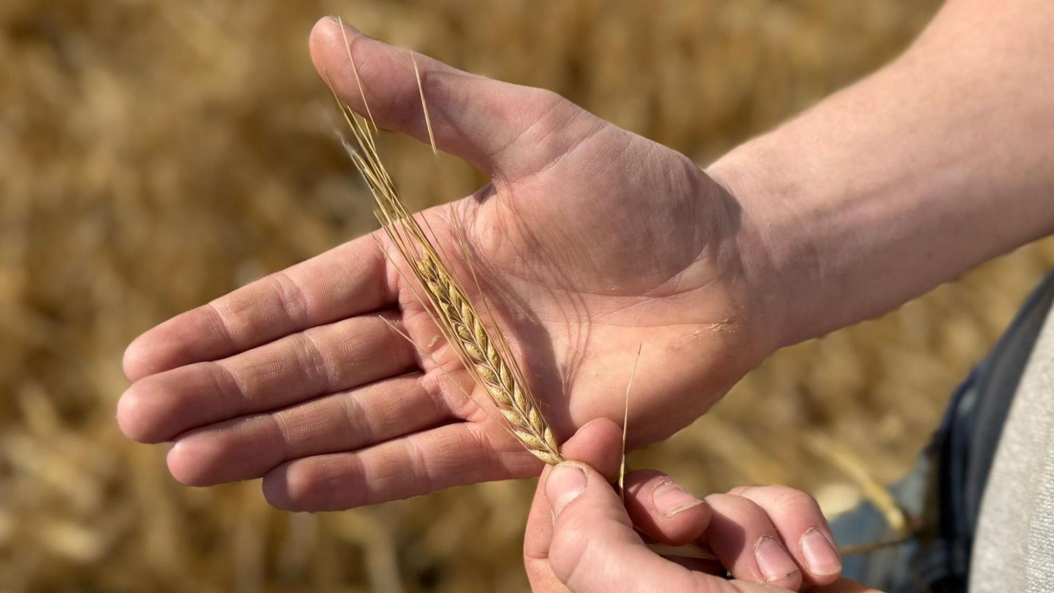 An ear, also known as a spike, of barley is held in a farmer's hands. It has two rows of grain and long, thin parts called awns.