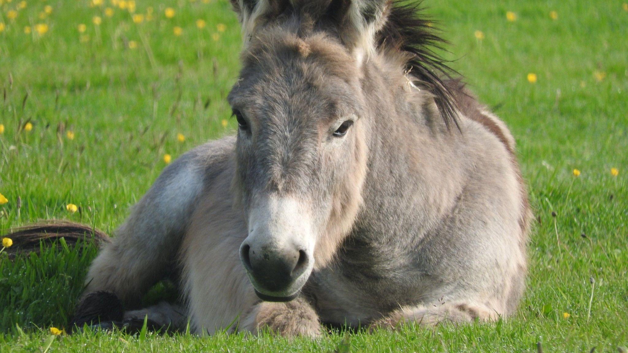 A donkey lying down in a field.