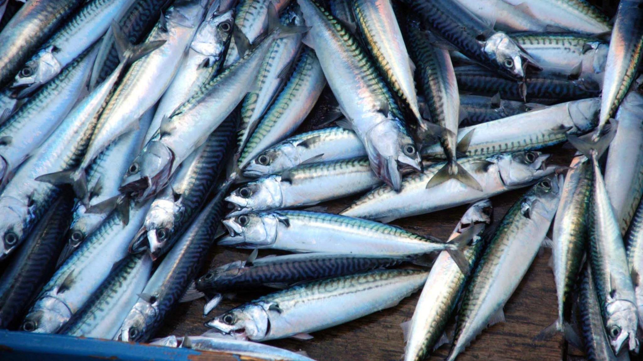 Mackerel that have been caught