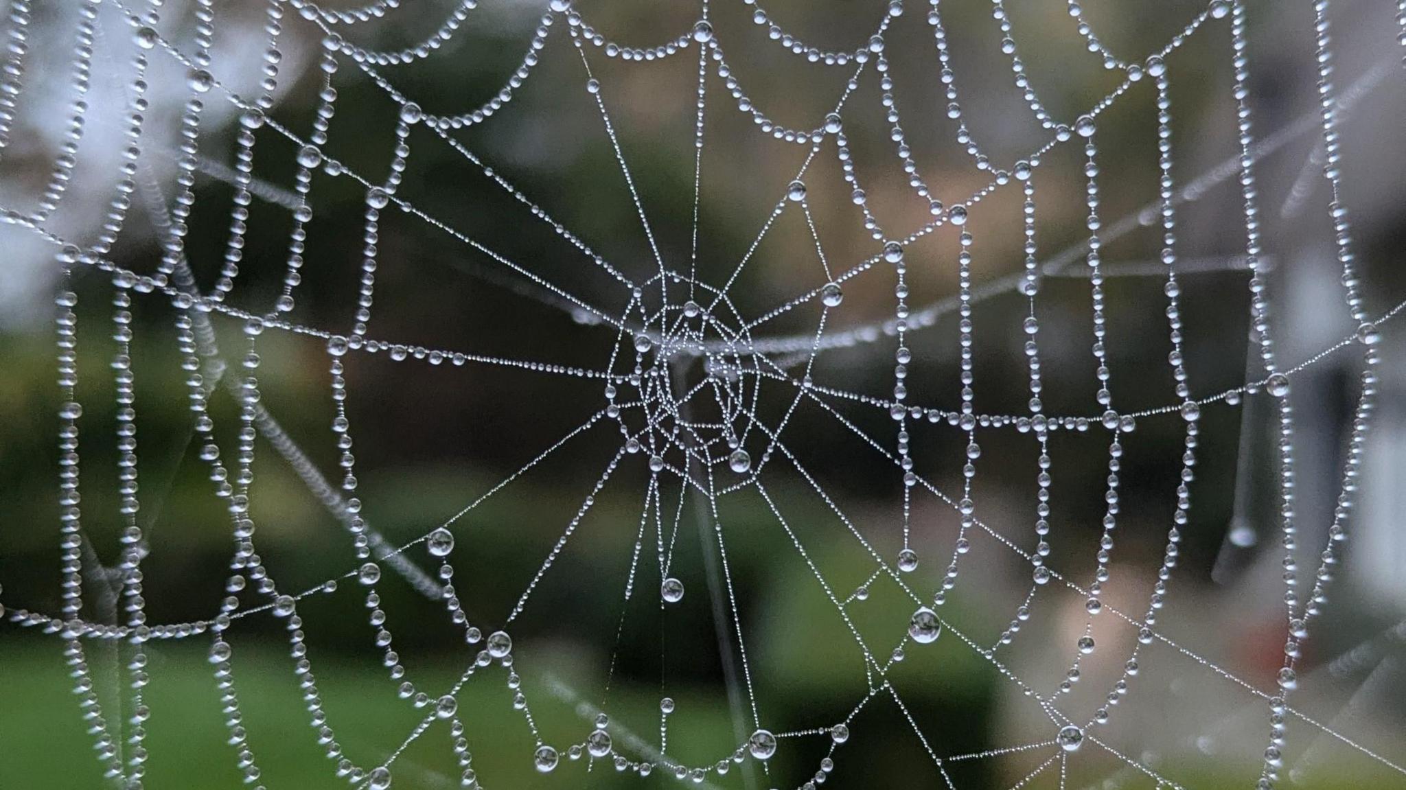 A cobweb bejewelled with dew drops with a blurred background of a hedge