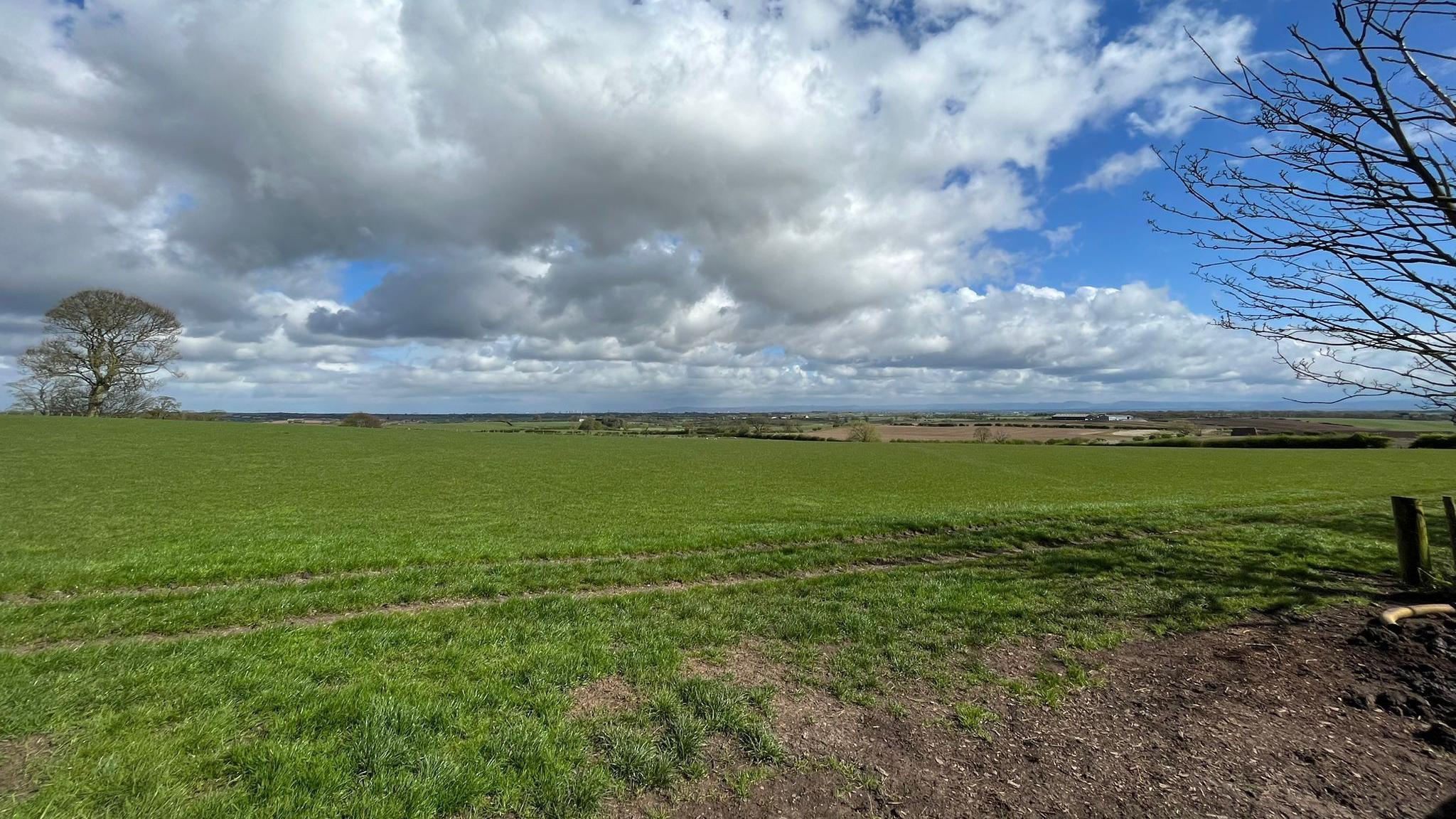 A big grassy field with a tree on the horizon 