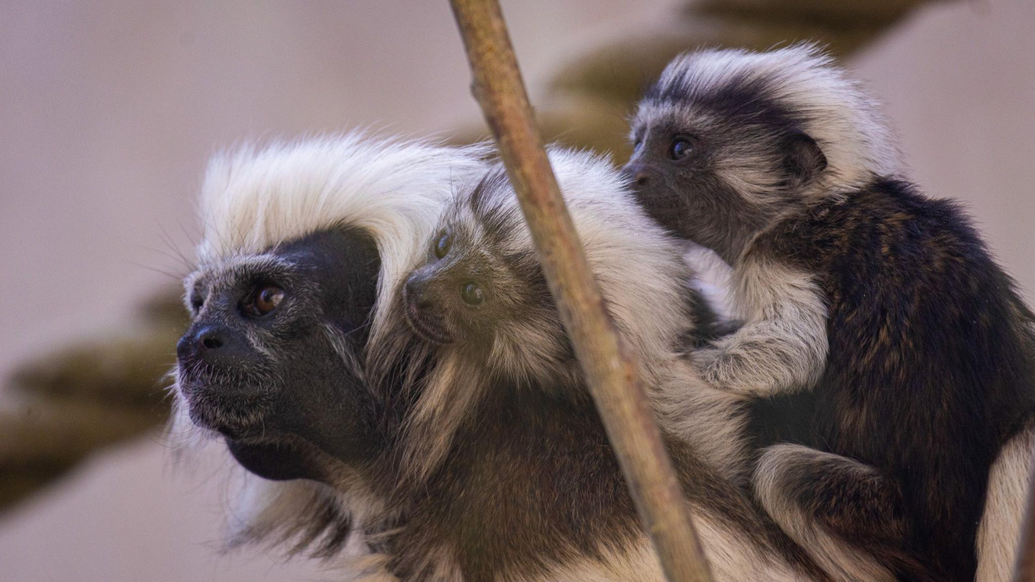 A black and white tamarin carrying two infants on its back