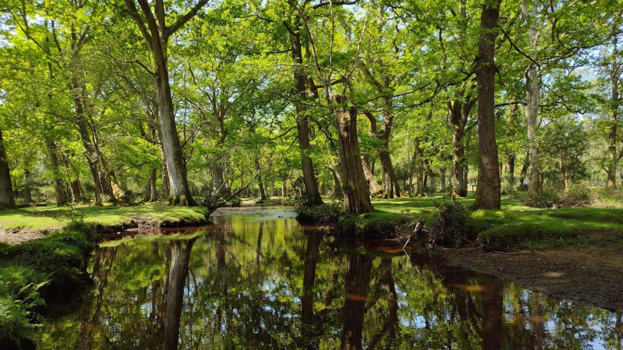 SUNDAY - New Forest