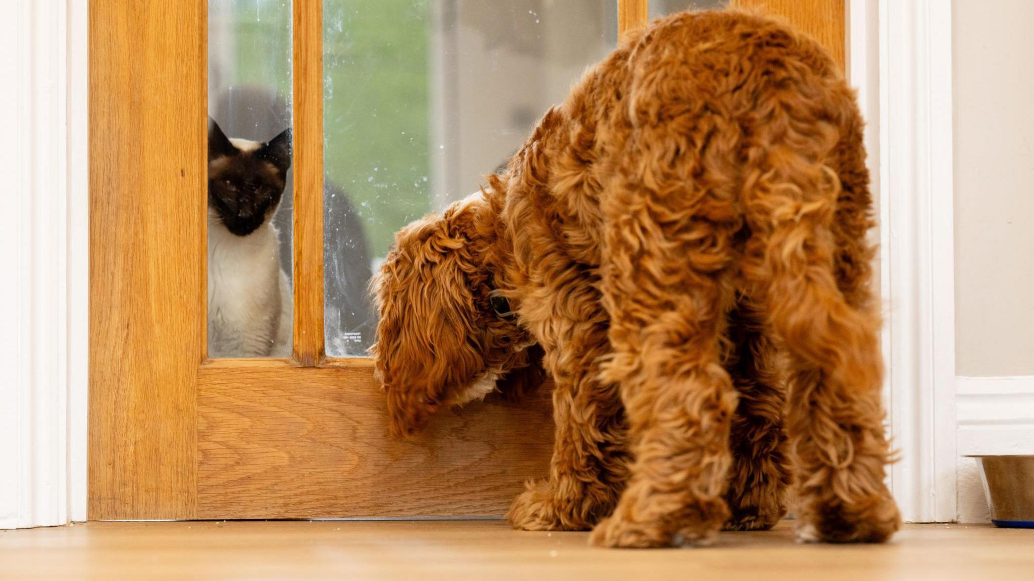 A brown curly-haired dog stands in front of a wooden door with glass panels. On the other side is a black and white peering through a glass panel at the dog.