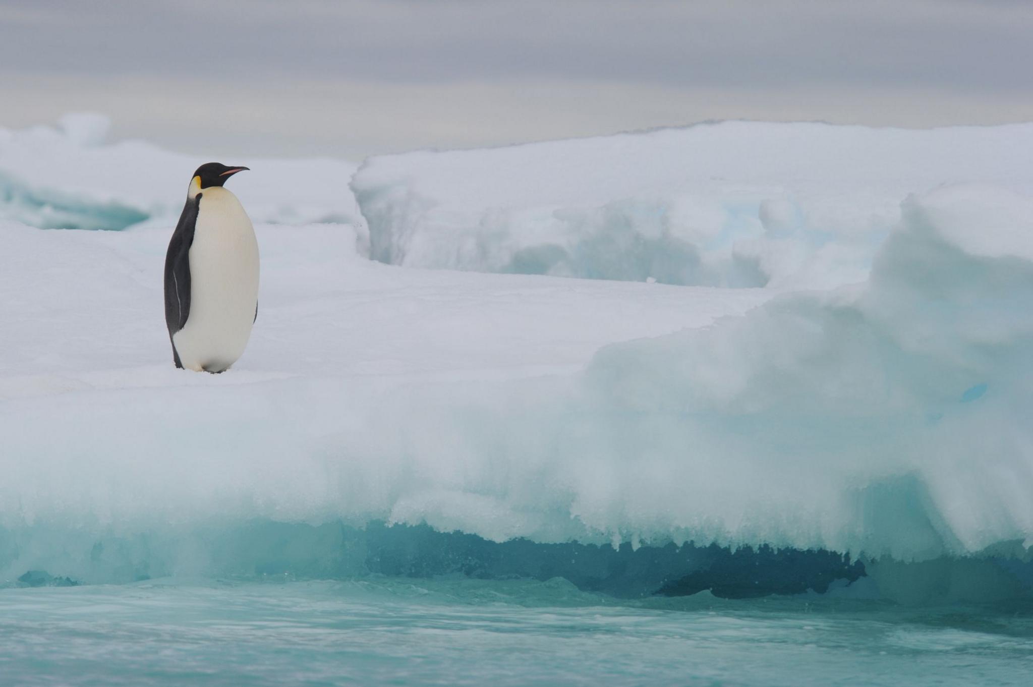 Emperor penguin on Antarctic ice. 