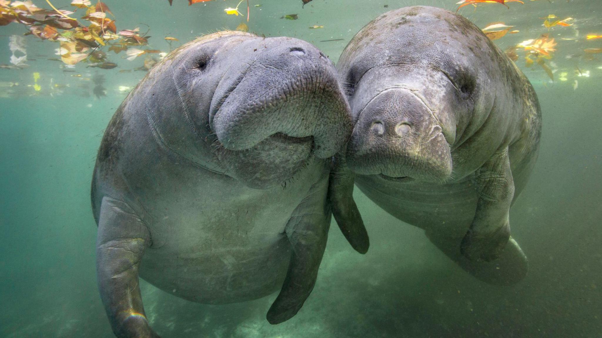 two manatees snuggling underwater surrounded by autumn leaves 