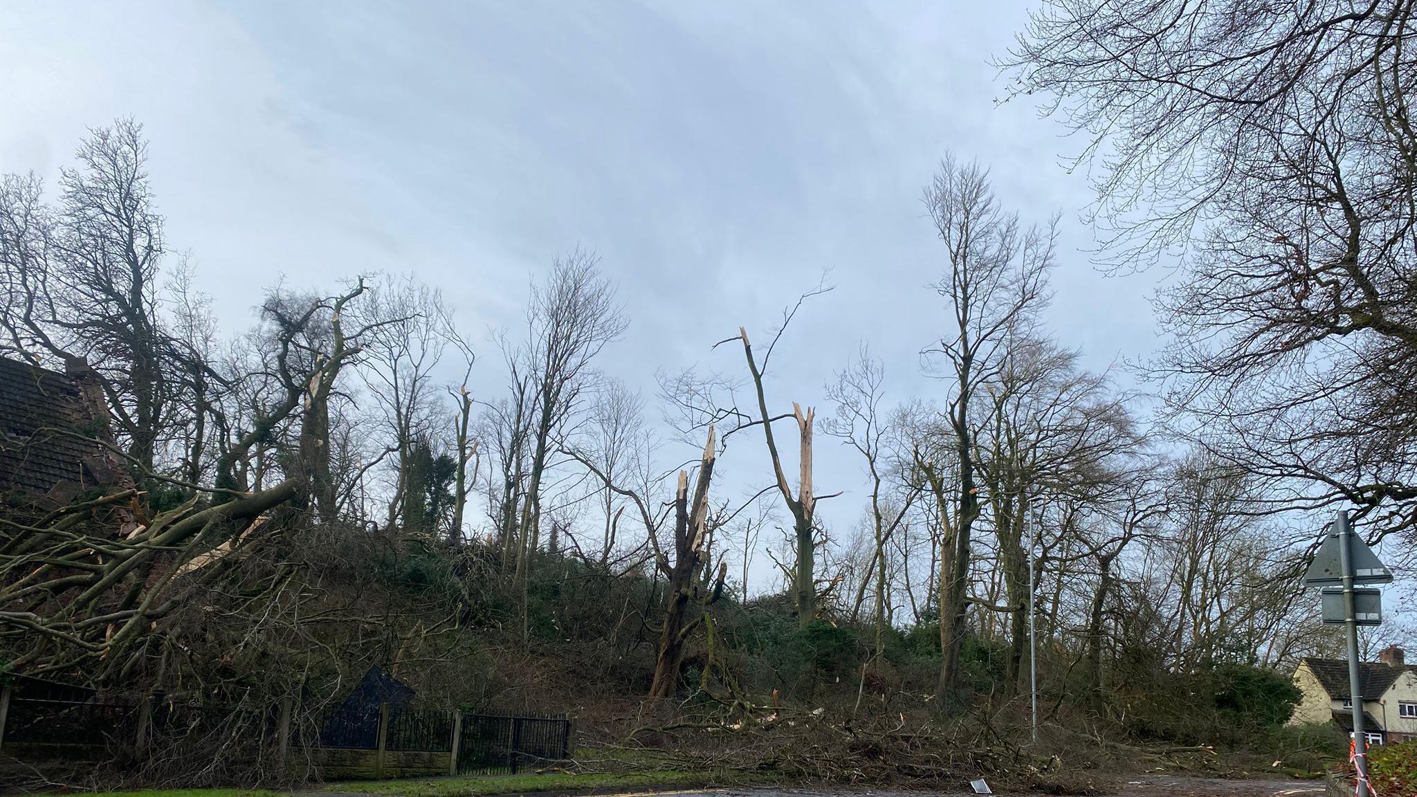 A woodland with bare, broken and uprooted trees