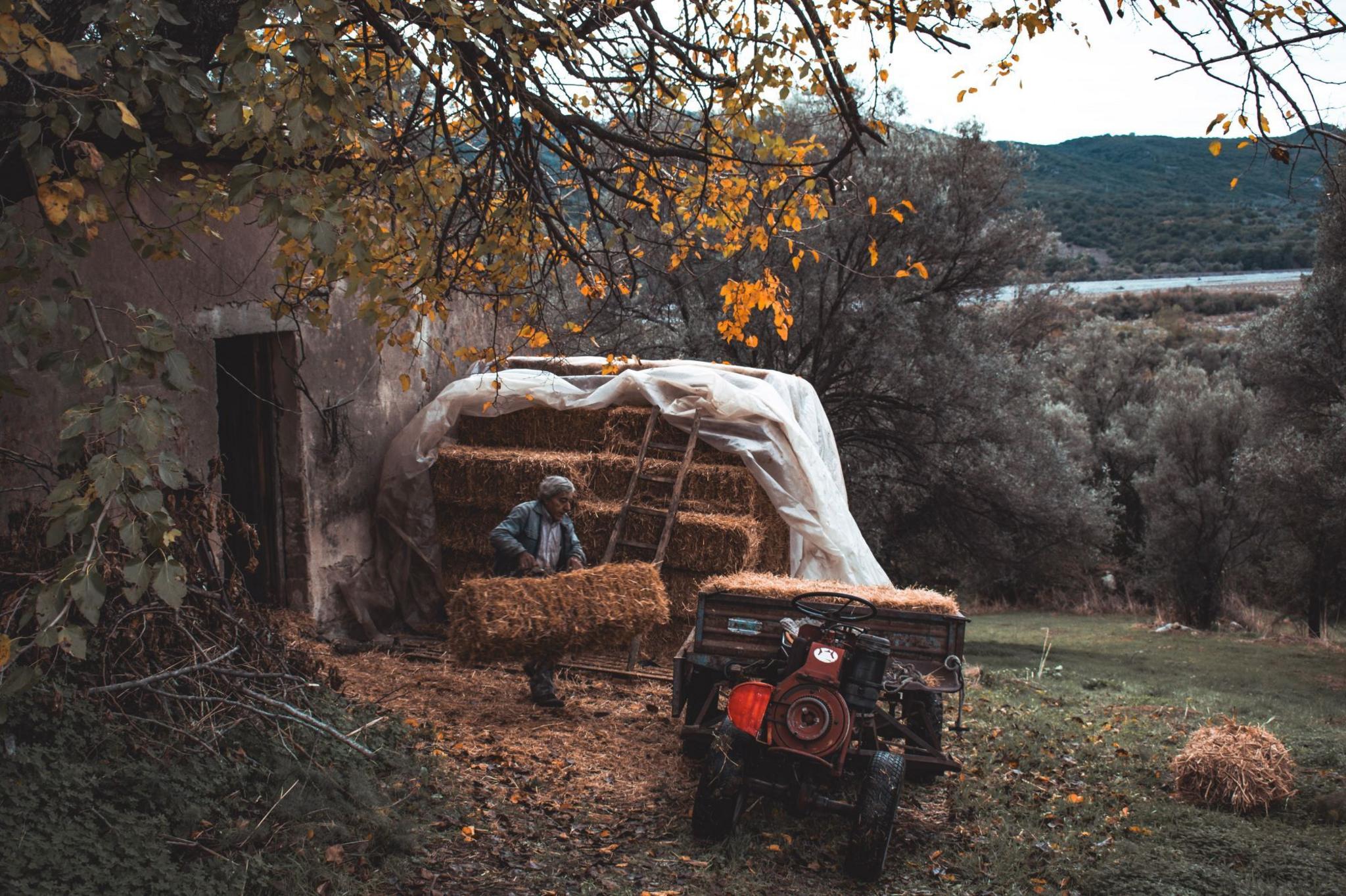 A farmer moves a bail of hay