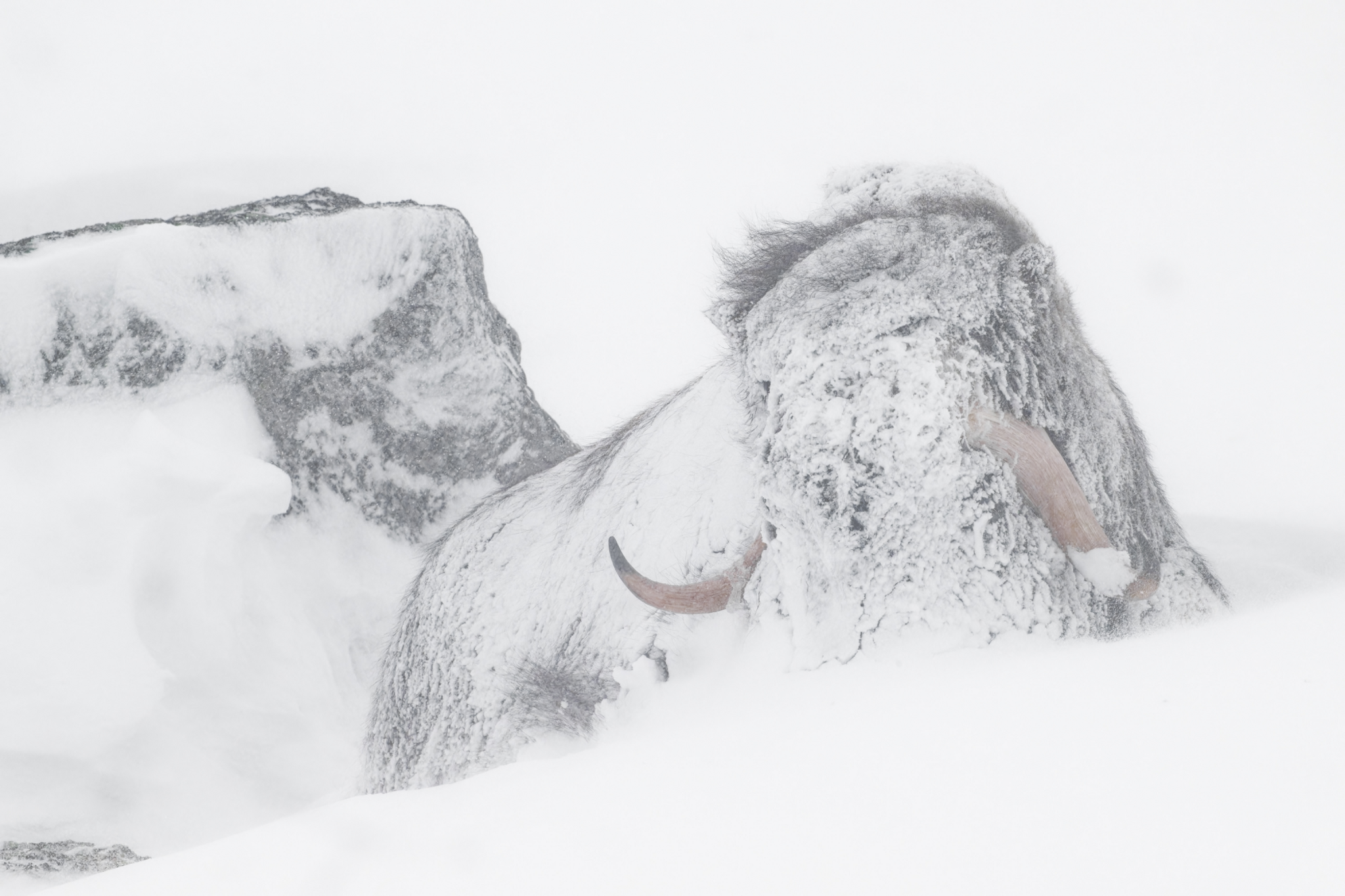 Image description: A nearly monochromatic image of a snowy landscape with a large musk ox - its face is hidden. the musk ox's horns are peaking out from snow covered fur