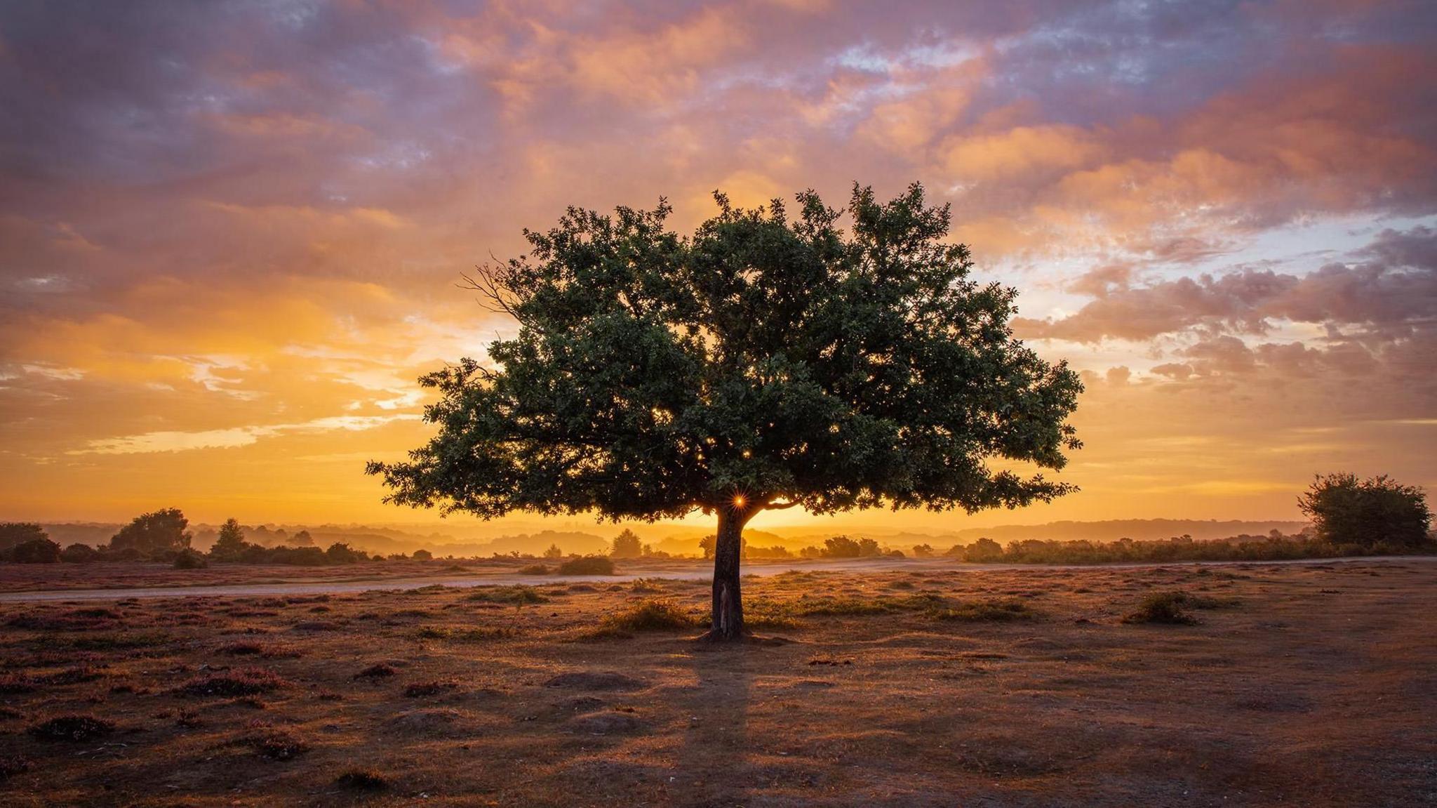 An oak tree stands alone with a rising sun behind it. The early morning sun cats a golden glow over the heathland and lights the cloudy skies also with pinks and purples. A mist can be seen at ground level.
