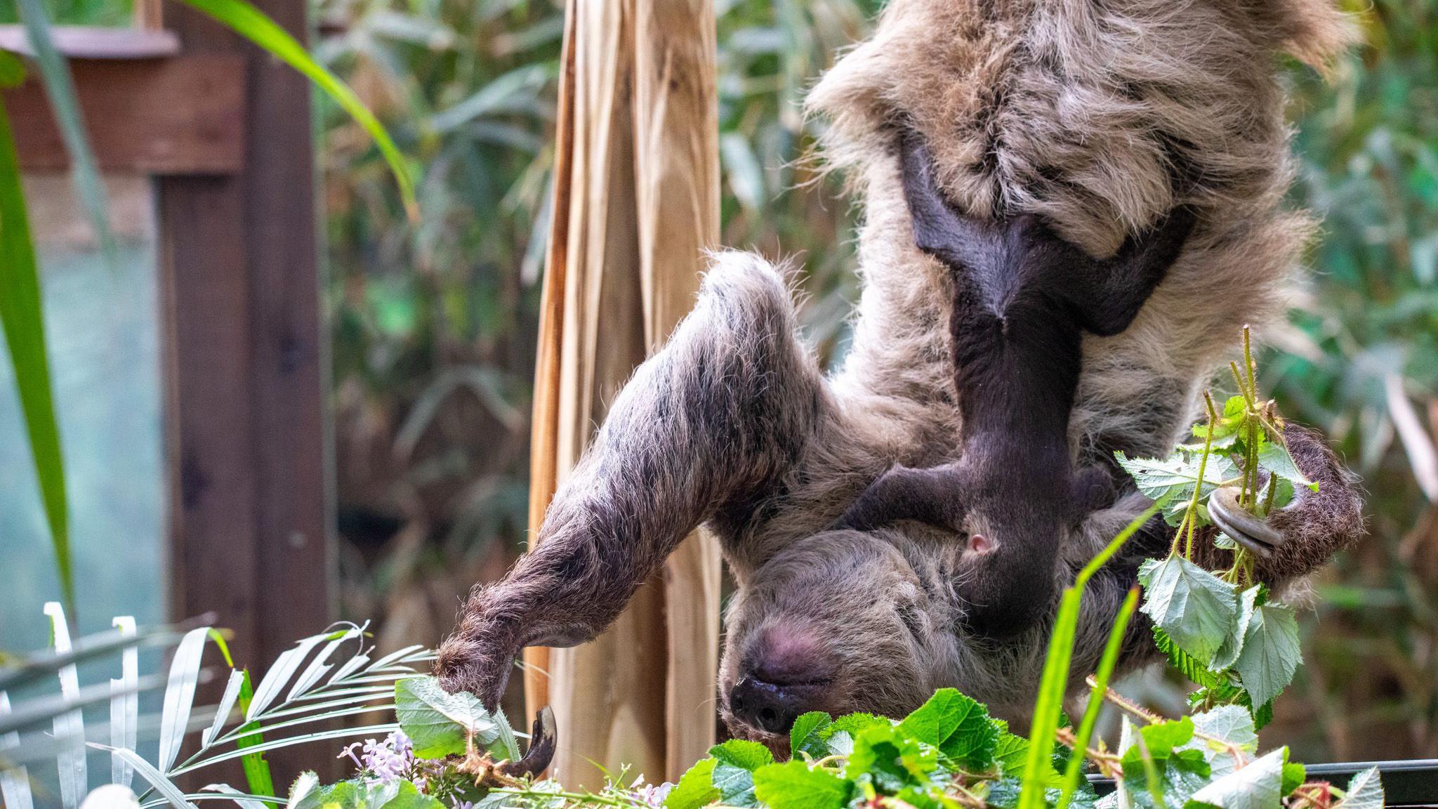 a baby sloth holding onto an adult slot while they both hang upside down among some green leaves