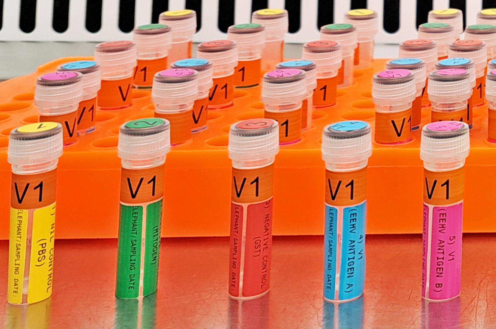A row of brightly coloured vials - labelled EEHV antigen - are lined up on a laboratory bench. This is one of the key ingredients in the newly developed vaccine that scientists hope will save elephants' lives
