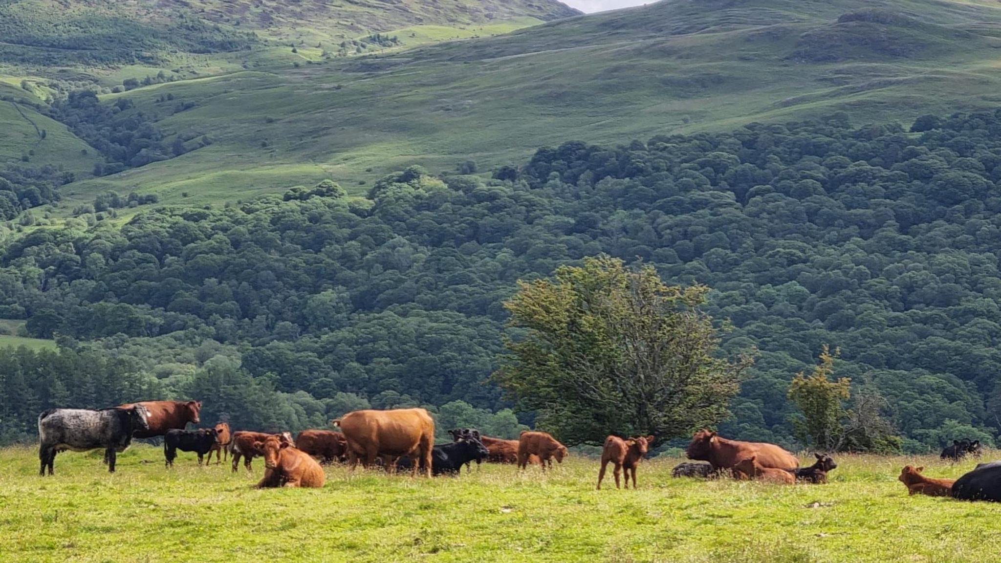 Cattle in a field in southern Scotland surrounded by trees and hills.