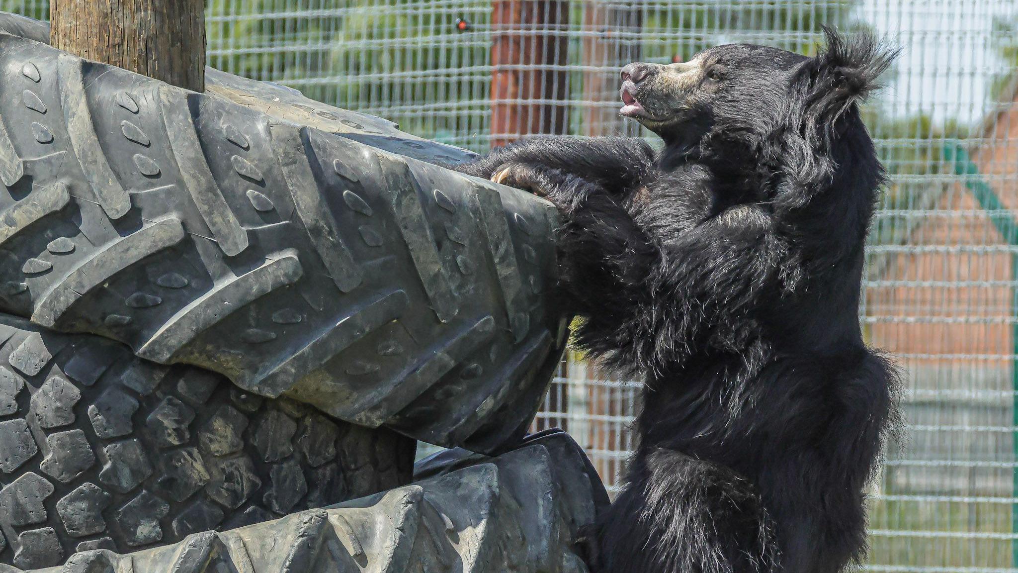 A black sloth bear is leaning on three large black tyres in an enclosure. Her mouth is slightly open as she peers over the tyres with her front paws holding her up.