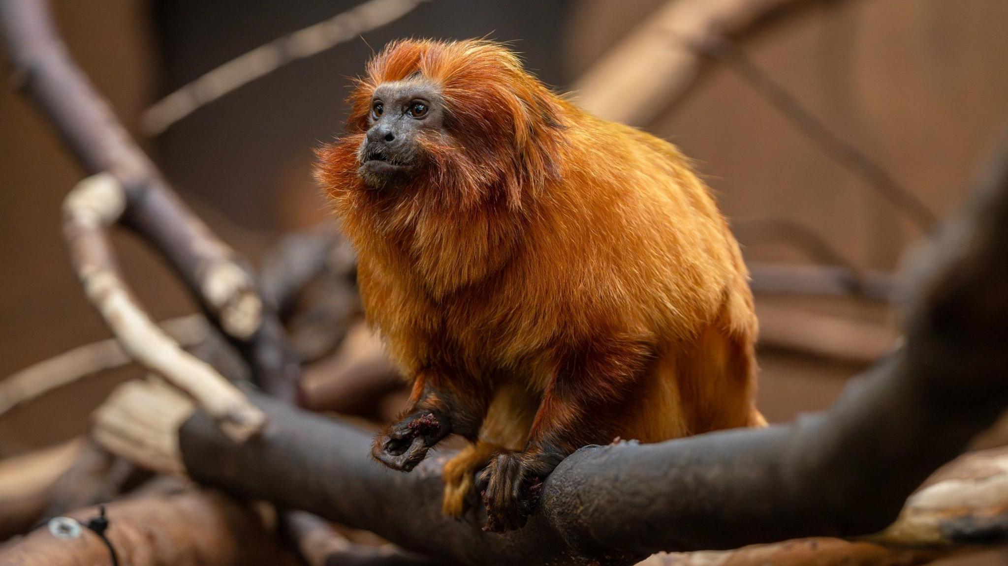 Side view of the bright-orange coloured golden lion tamarin. The primate is perched on a tree branch with long dark fingers wrapped around it.