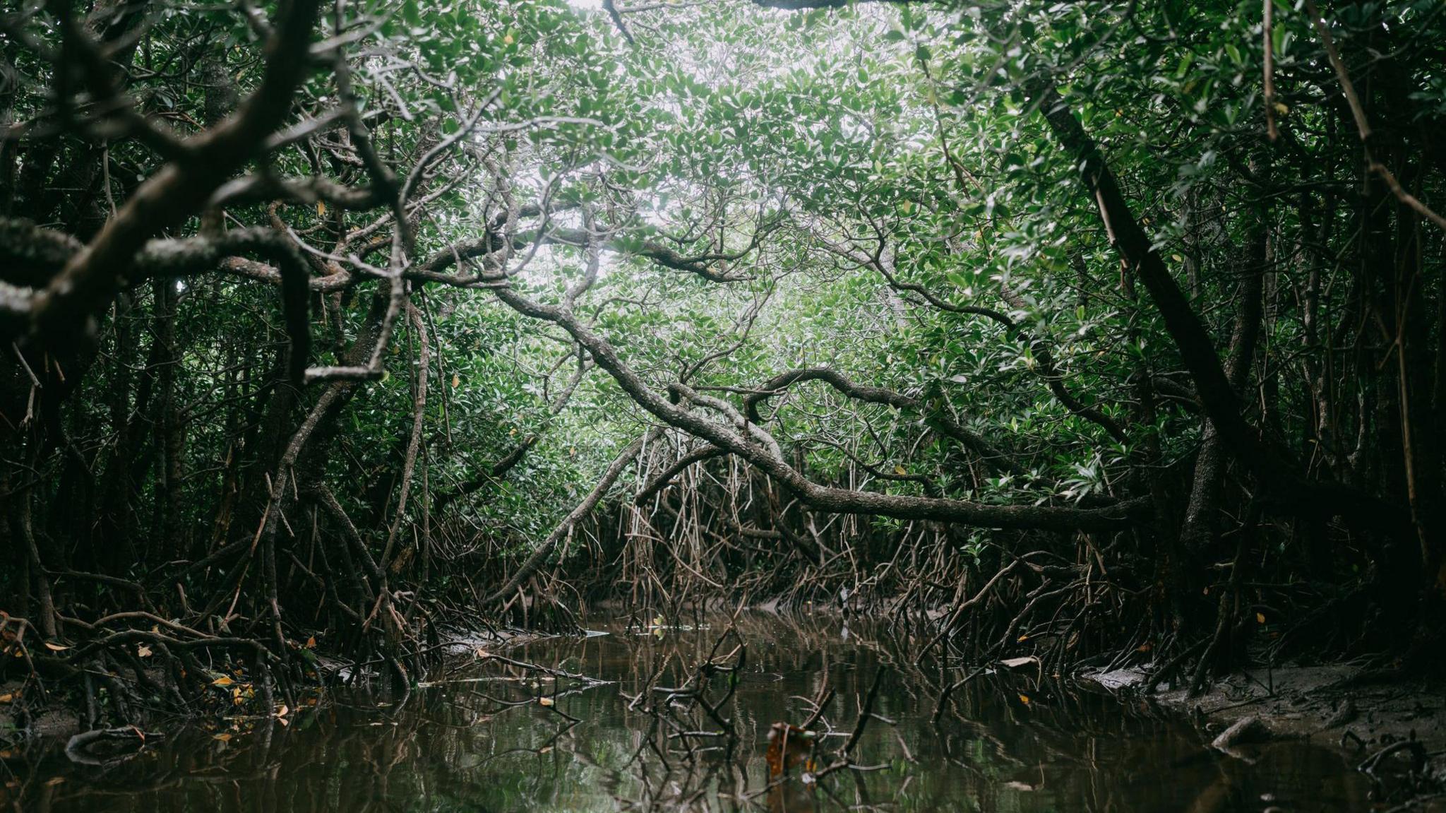 A Mangrove forest, on Ishigaki Island of Yaeyama Islands in Okinawa, Japan.
