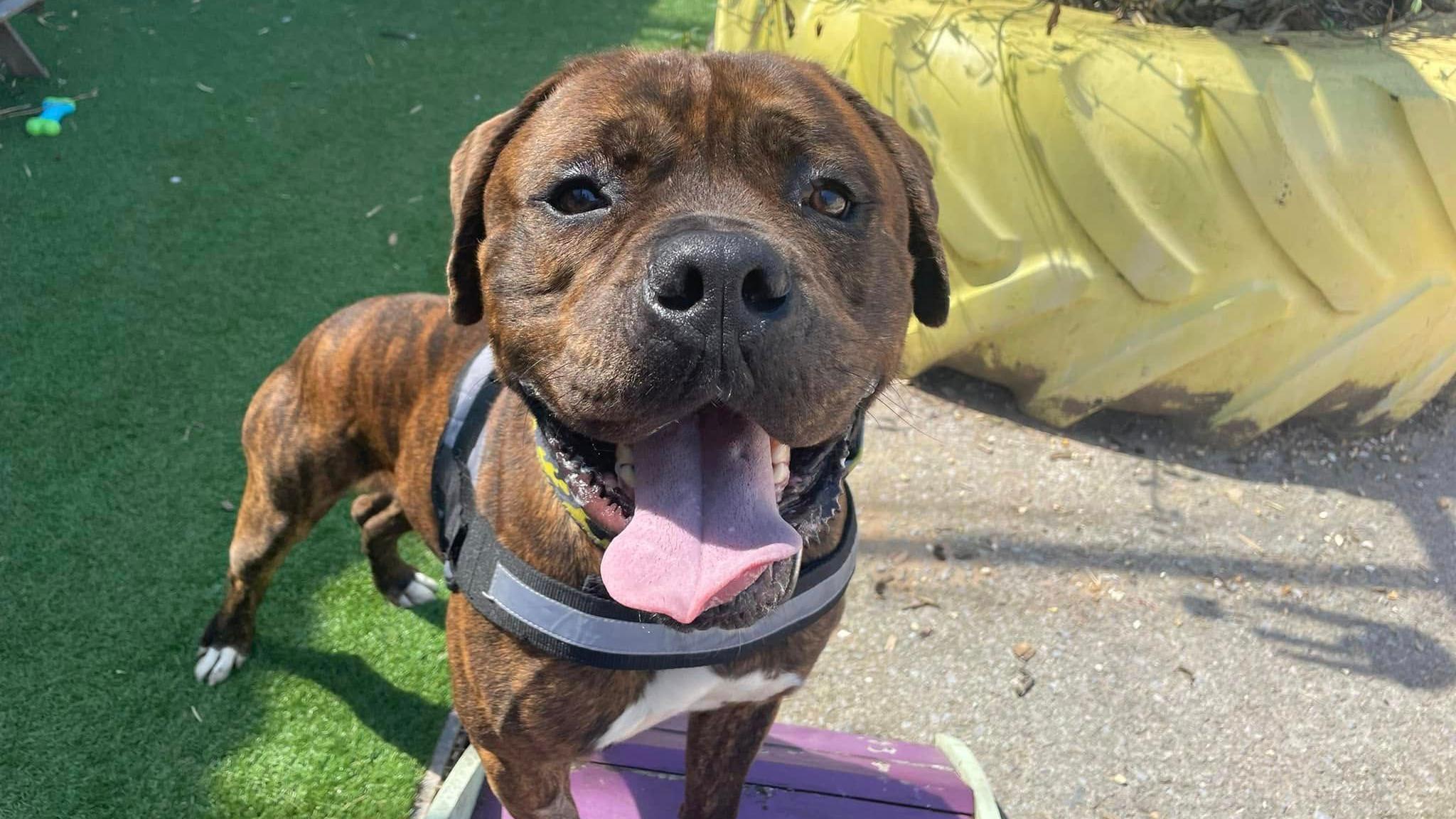 A dog looks up at the camera with its tongue hanging out. He is a mastiff who is one of the animals being housed at the Bristol Animal Rescue Centre. He is a brown dog and is wearing a light grey and blue harness