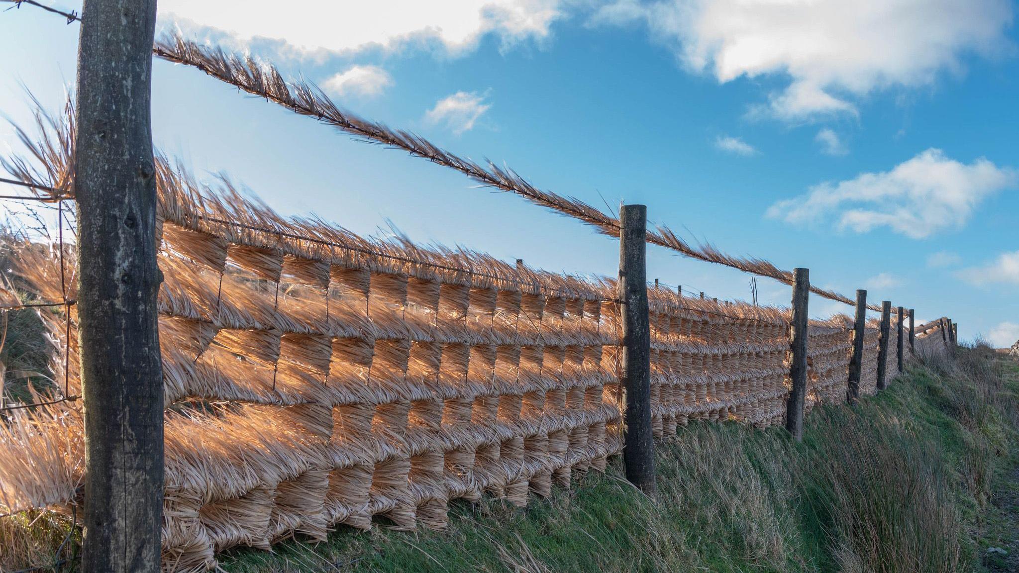 Wind blowing through a fence next to a field, blowing grass through the gaps.