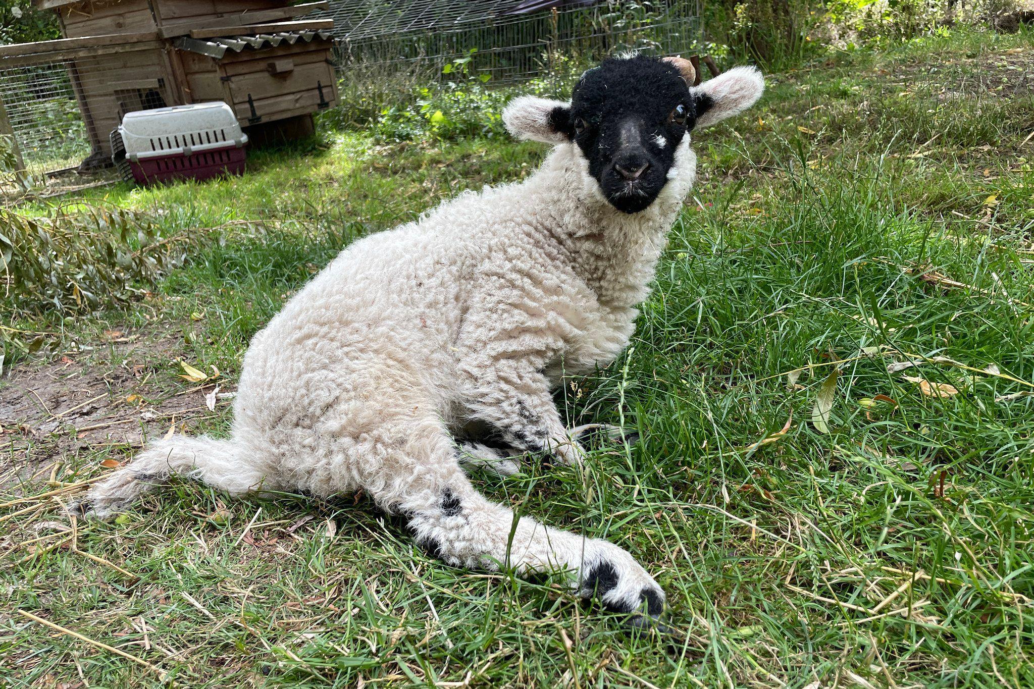 Jamie the lamb in some grass with one of his back legs stretched out