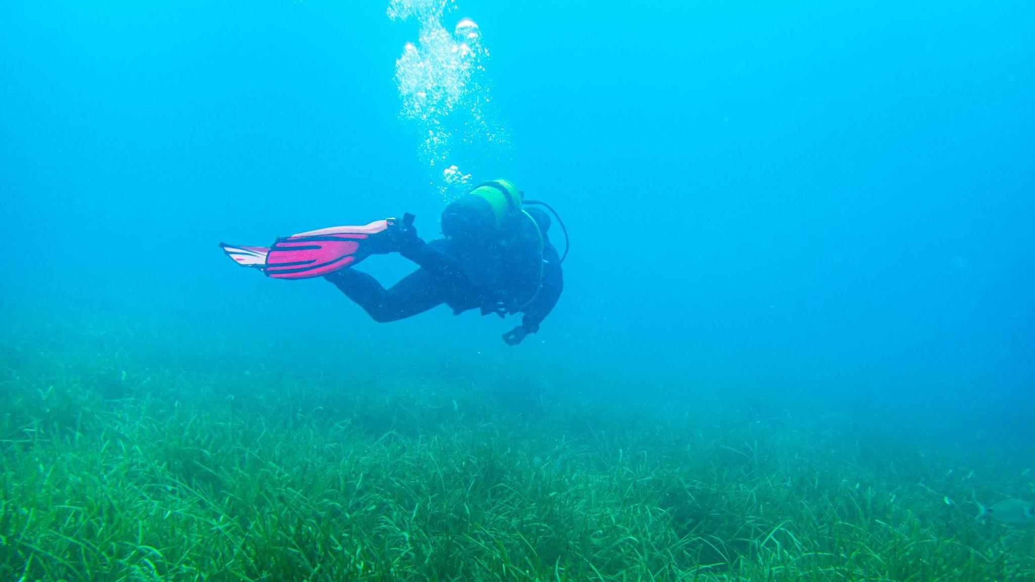 A seagrass meadow with a scuba diver swimming across it wearing red flippers and a yellow oxygen bottle.