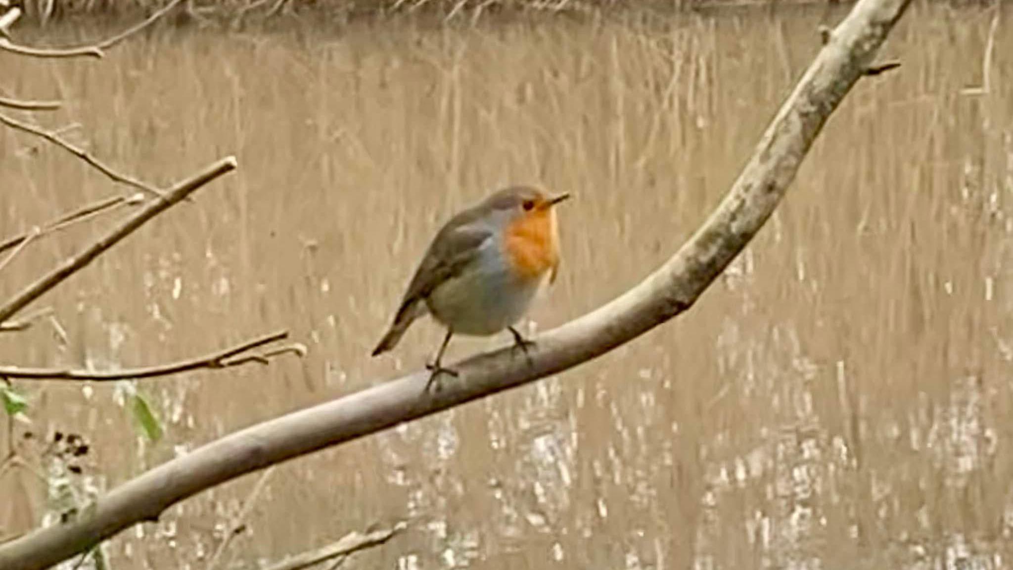 A robin sits on a brown branch over water which is brown in reflection of the trees overhead.