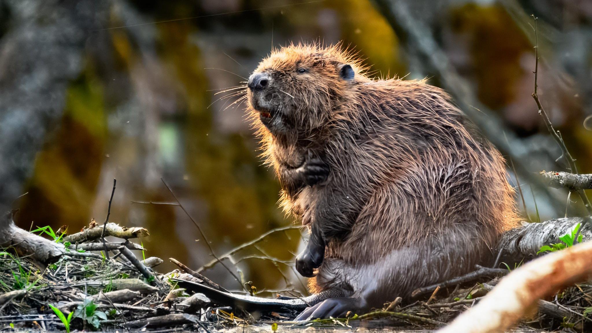 A brown furry beaver having a scratch.