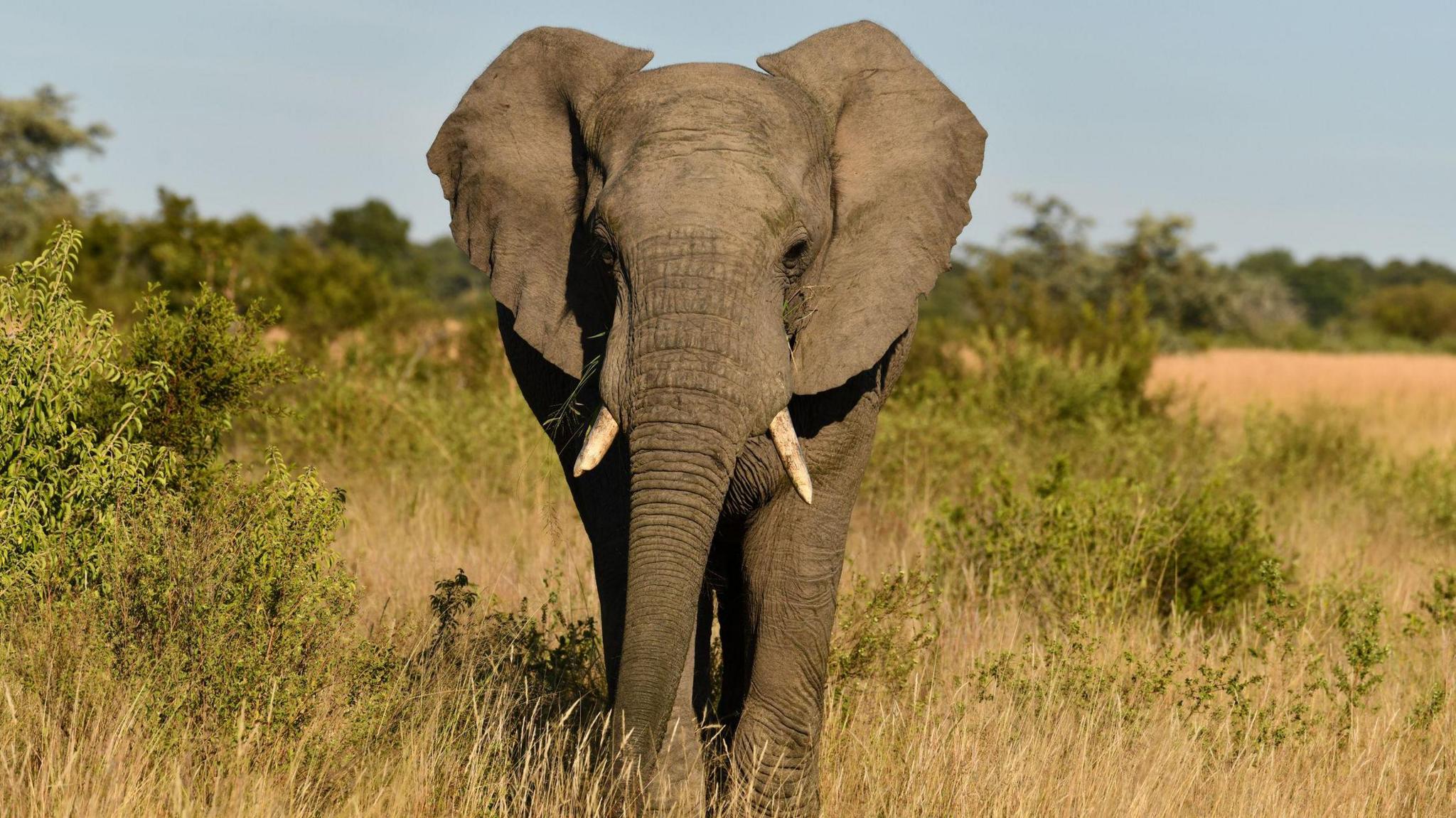 An African elephant stands head on to the camera. It is standing in savannah grassland