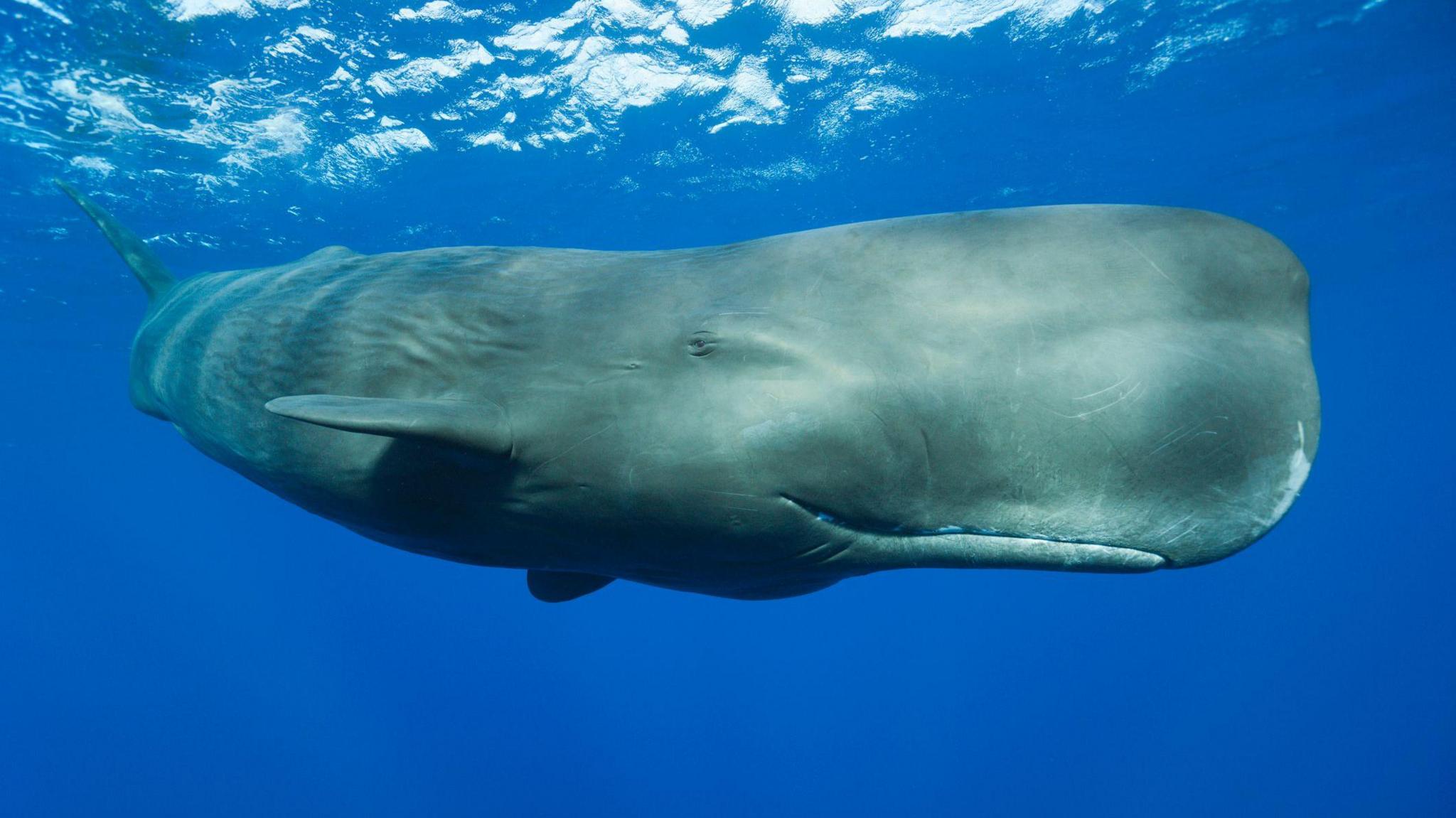 sperm whale in blue water.