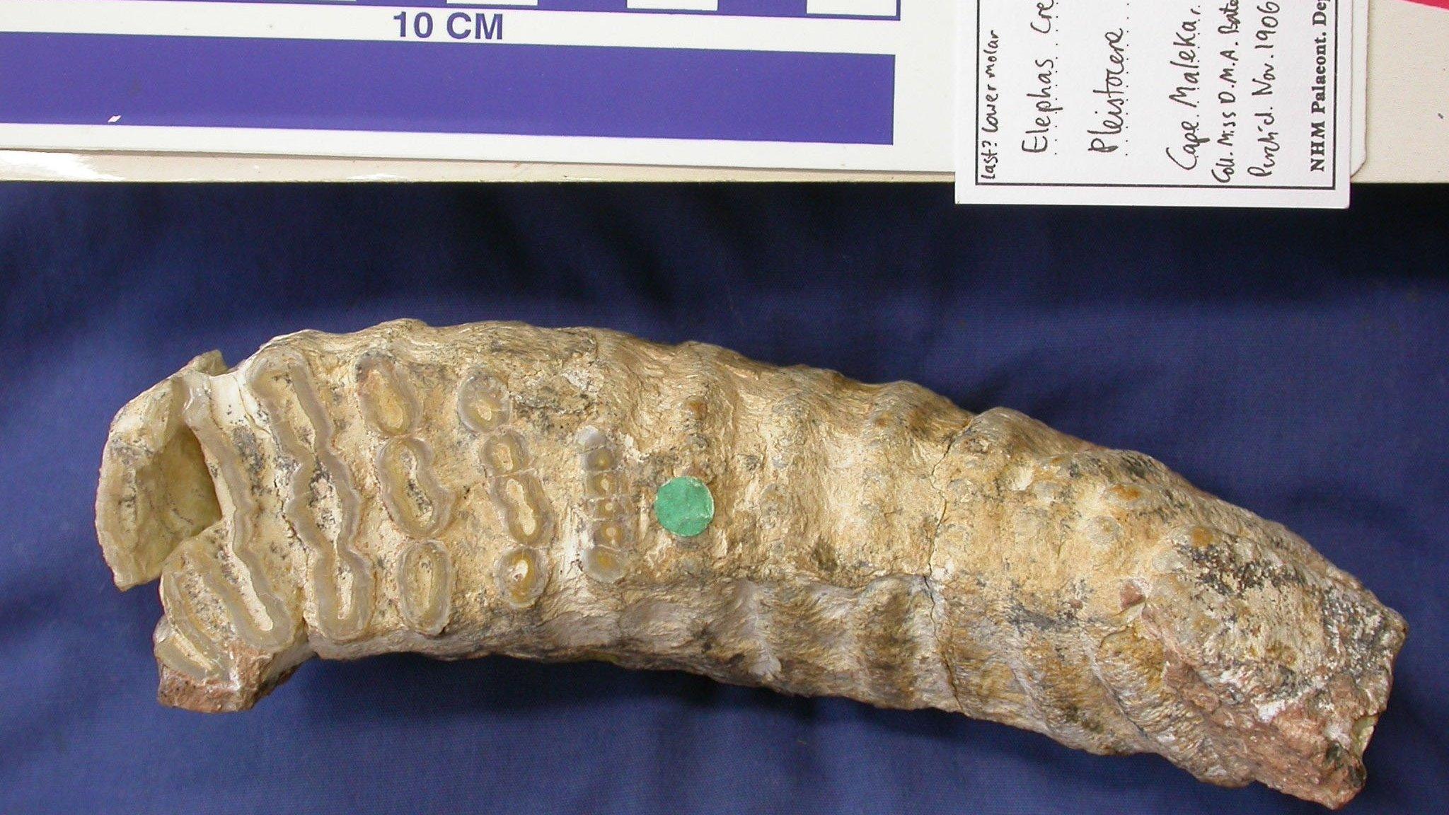 Mammoth tooth