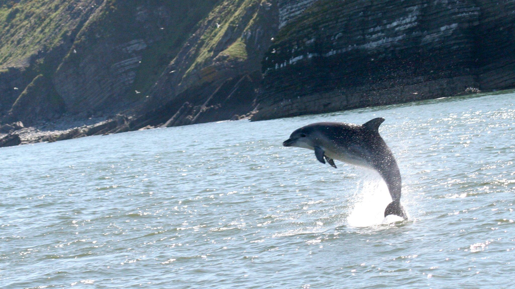 Bottle nosed dolphin jumping from water